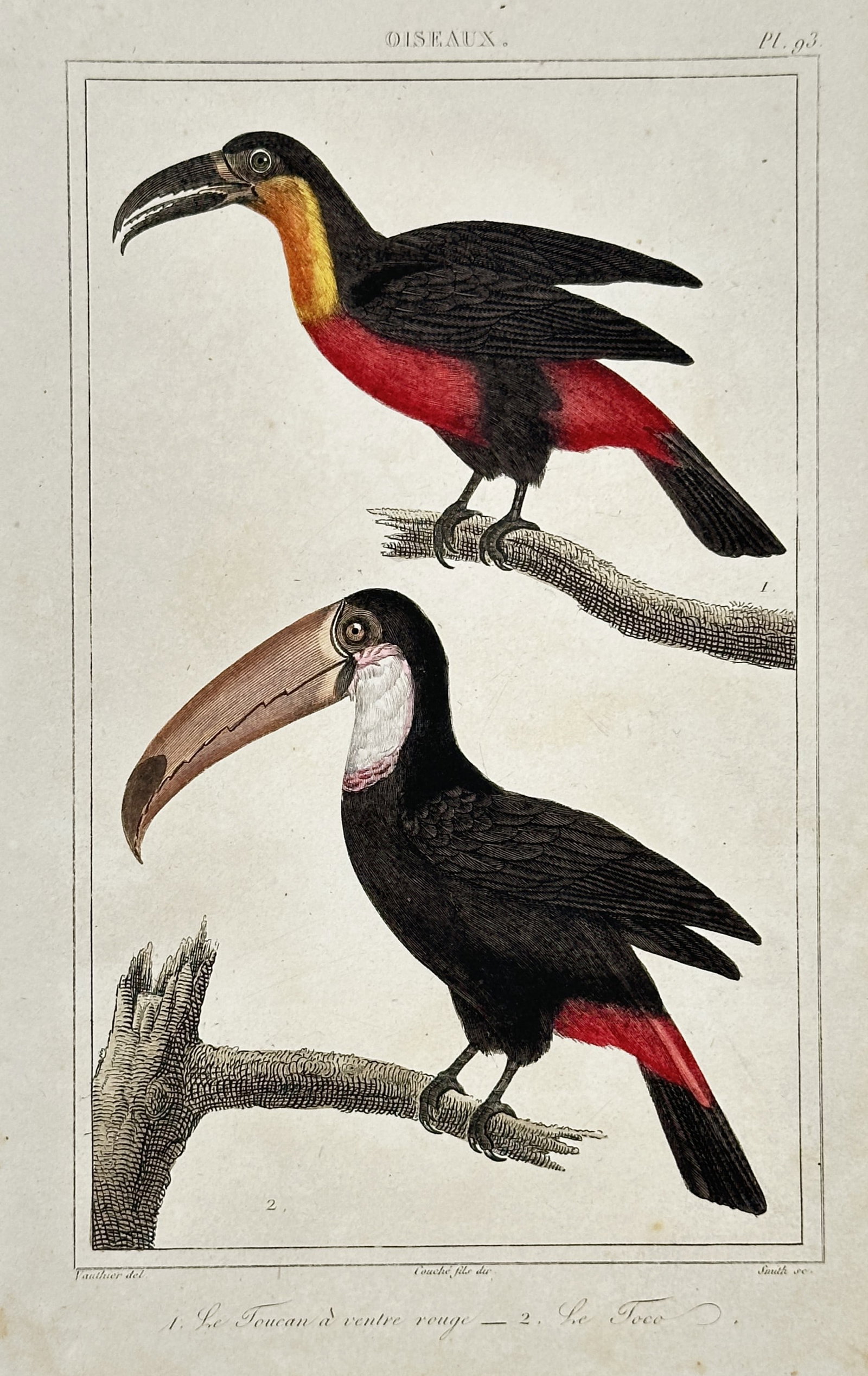Georges-Louis Leclerc, Comte de Buffon – View of the Red-breasted Toucan and Toco Toucan (1 of 2)