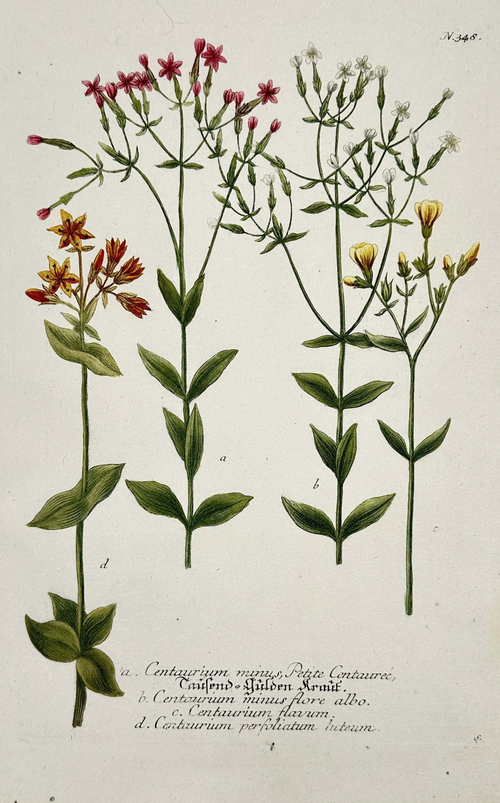 Johann Wilhelm Weinmann – View of Various Centaury Species – Hand-coloured copper engraving (1 of 2)