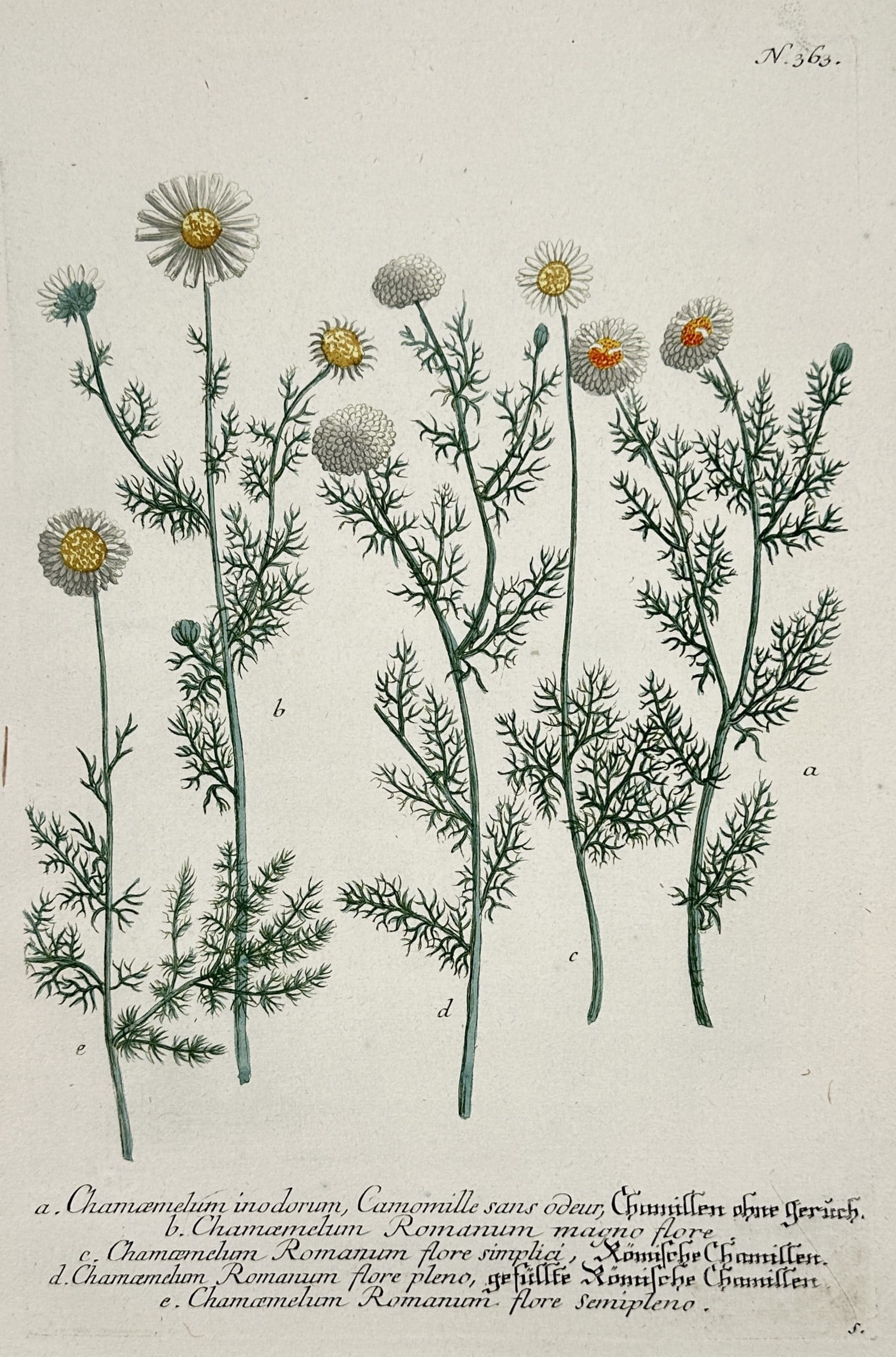 Johann Wilhelm Weinmann – View of Various Chamomile Species – Hand-coloured copper engraving: "Chamaemelum inodorum, Camomille sans odeur . Chamaemelum Romanum magno flore . Chamaemelum Romanum flore simplici . Chamaemelum Romanum flore pleno . Chamaemelum Romanum flore semipleno" illustrates 