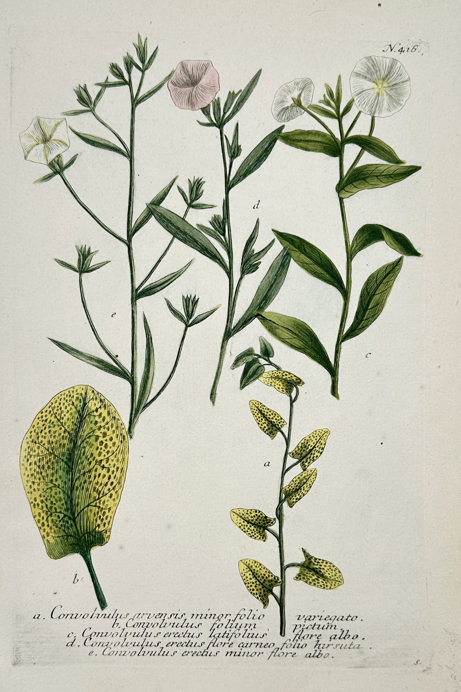 Johann Wilhelm Weinmann – View of Various Bindweed Species – Hand-coloured copper engraving (1 of 2)