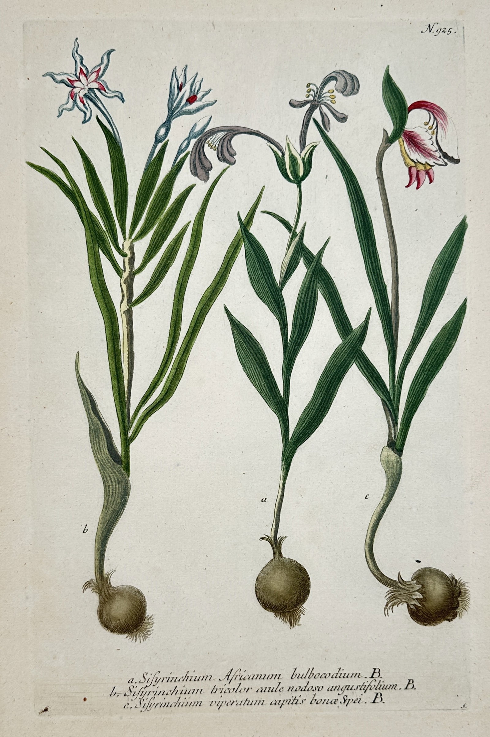 Johann Wilhelm Weinmann – View of African Iris Species – Hand-coloured copper engraving: "Sisyrinchium Africanum bulbocodium . Sisyrinchium tricolor caule nodoso angustifolium . Sisyrinchium viperatum capitis bonae Spei" illustrates three flowering bulbous plants from Southern Africa, det