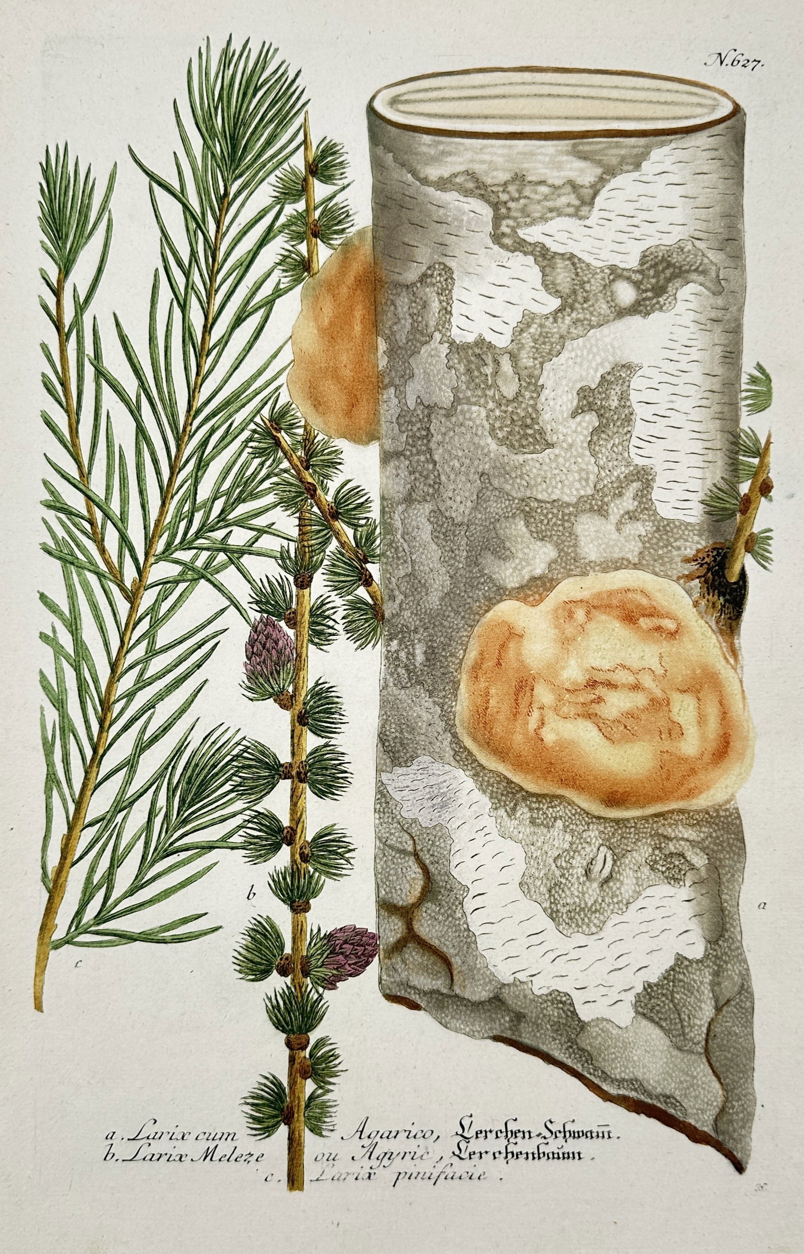 Johann Wilhelm Weinmann – View of the Larch Tree and Larch Polypore (1 of 2)