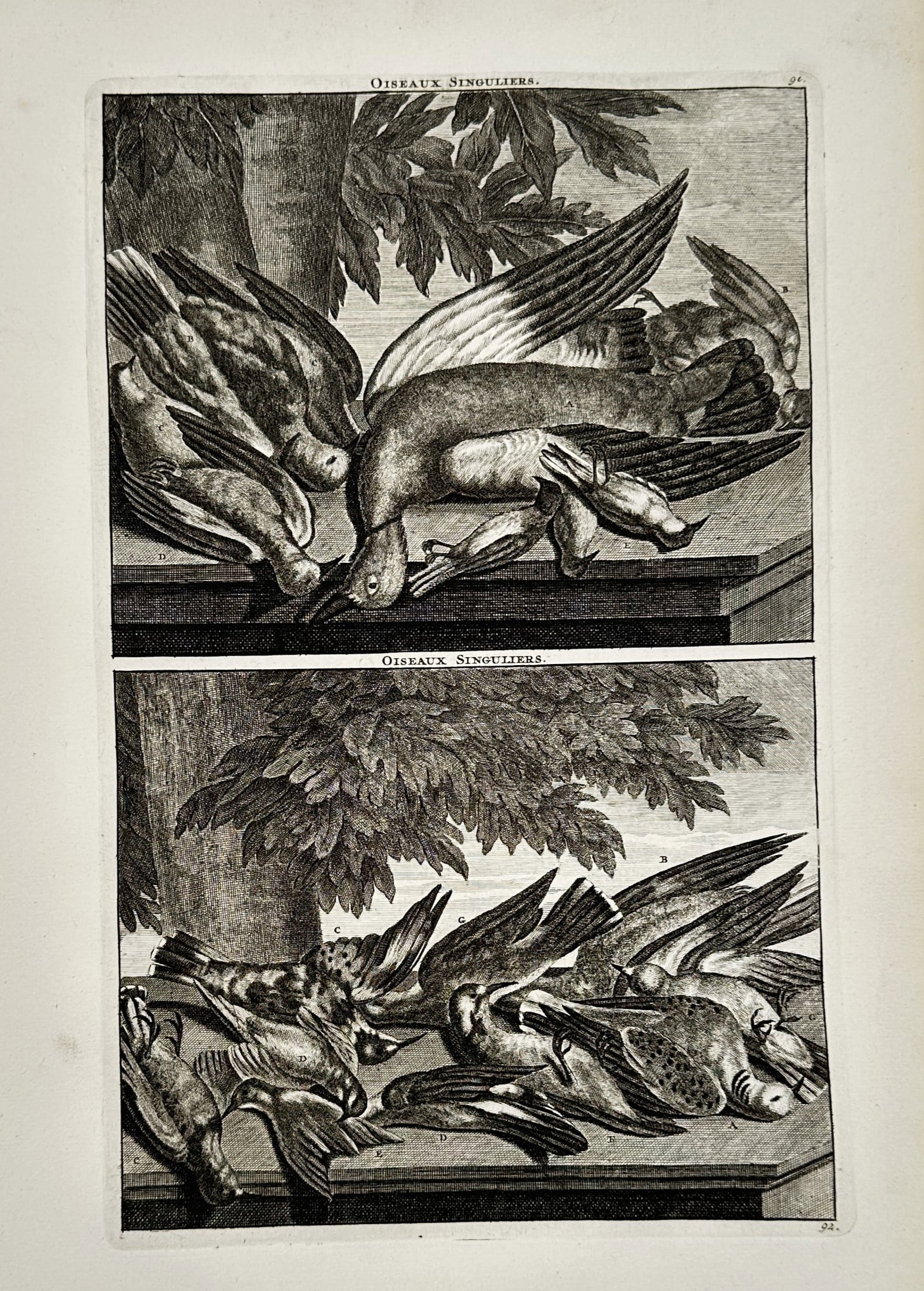Cornelis de Bruijn (1652–1727) – View of Singular Birds – Copper engraving (1718): "Oiseaux Singuliers" illustrates two rectangular panels depicting various bird specimens gathered on stone ledges beneath leafy trees. The composition focuses on the anatomical details of the plumage 