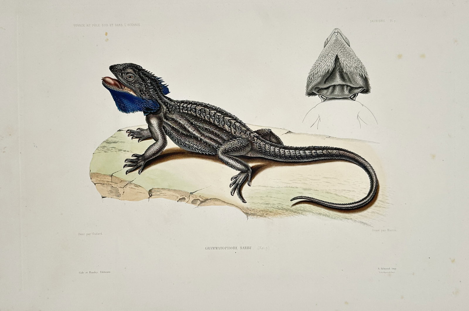 Casimir Gide – View of the Frilled Lizard or Bearded Dragon – Hand-coloured lithograph: "Grammatophora Barbata (Kaup)" illustrates a detailed profile of a lizard, likely a species of Bearded Dragon or Frilled Lizard, resting on a rocky outcrop with its blue-tinted throat pouch extended. 