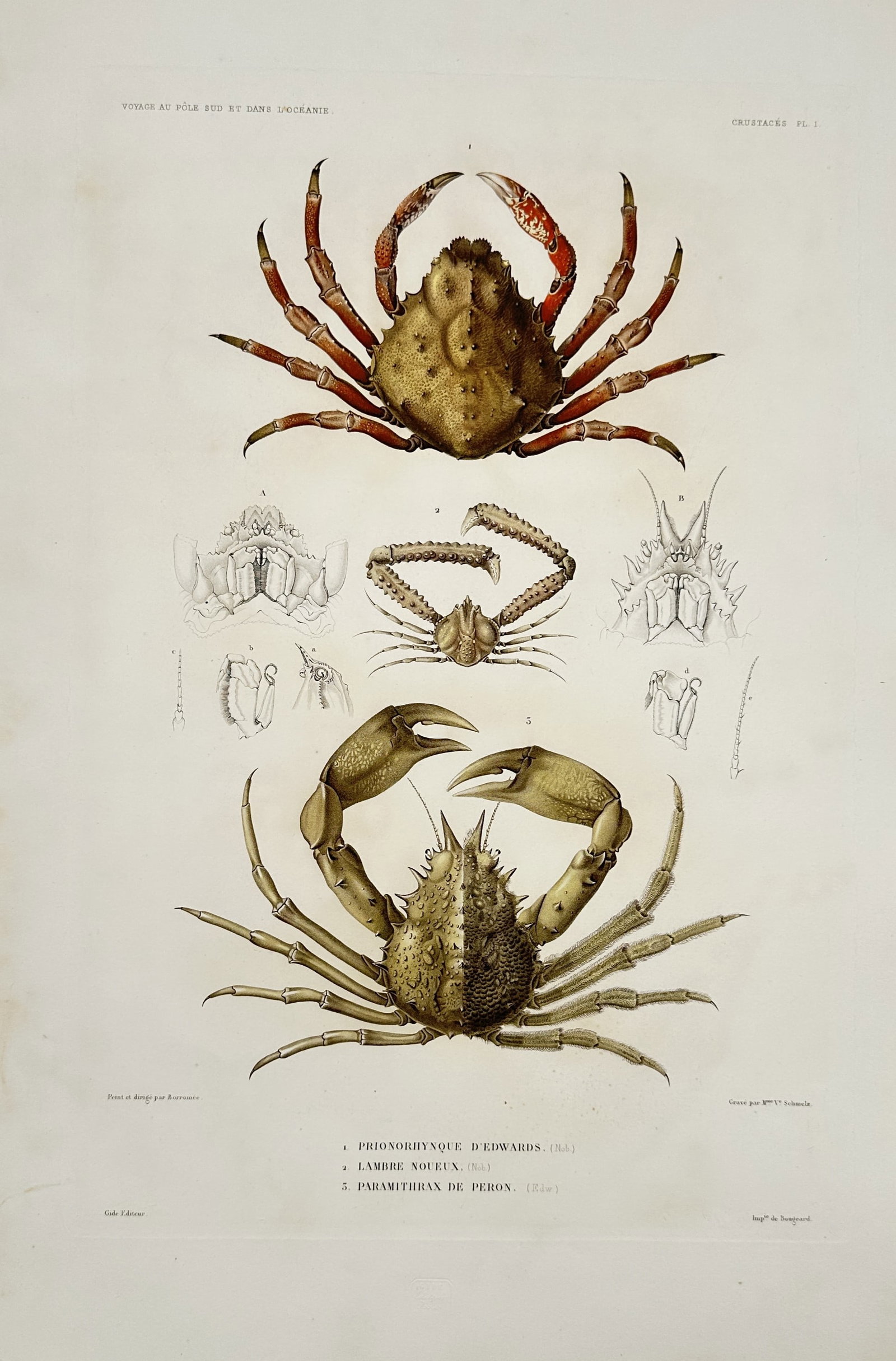 Casimir Gide (1804–1868) – View of Exotic Crustaceans – Hand-coloured lithograph (1842–1853): "1. Prionorhynque d'Edwards . 2. Lambre noueux . 3. Paramithrax de Peron" illustrates three distinct species of crabs, including spider crabs and elbow crabs, known for their textured carapaces and el