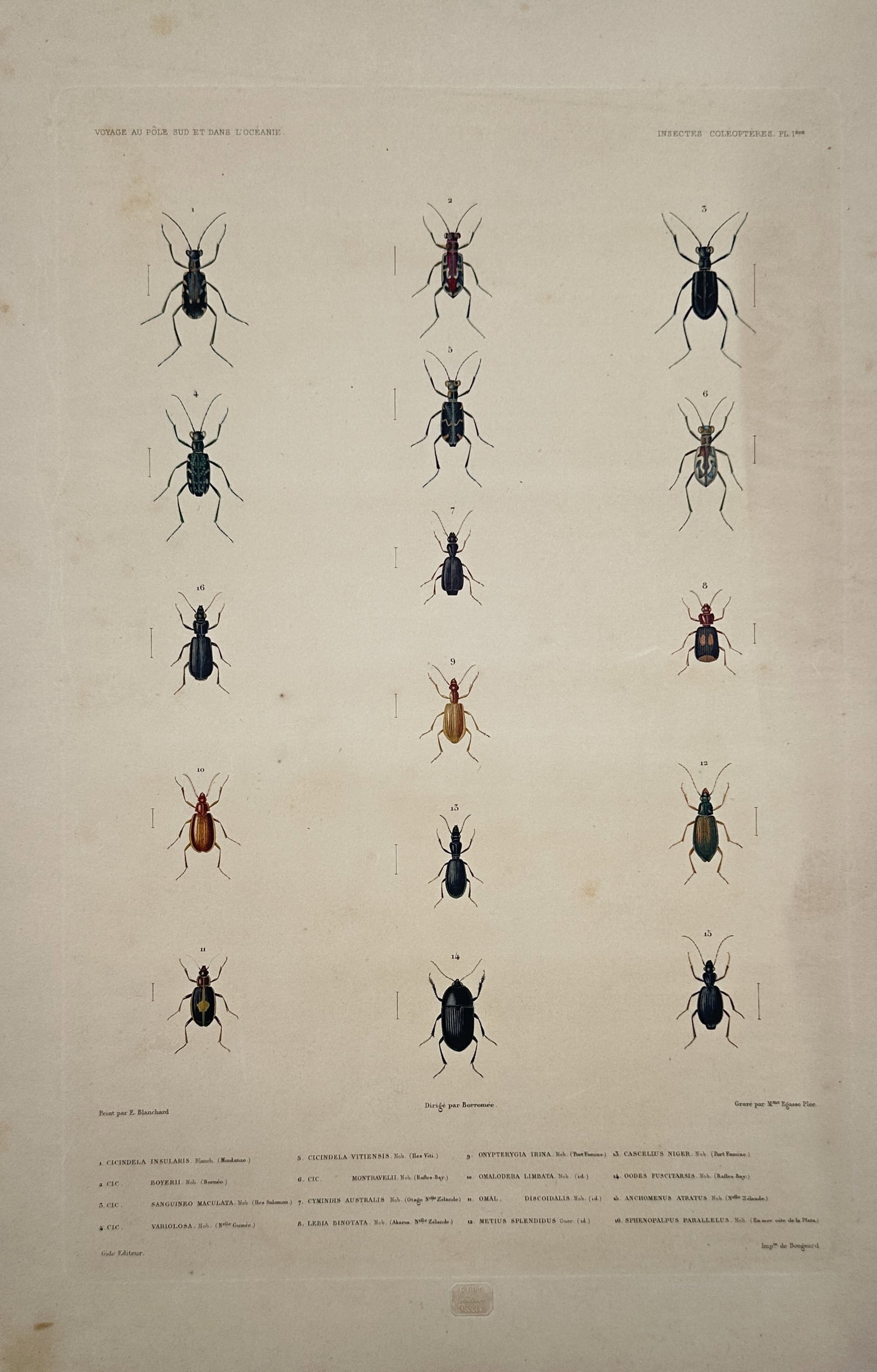 Casimir Gide – View of Various Coleopterous Insects – Hand-coloured lithograph (1842–1853) (1 of 2)