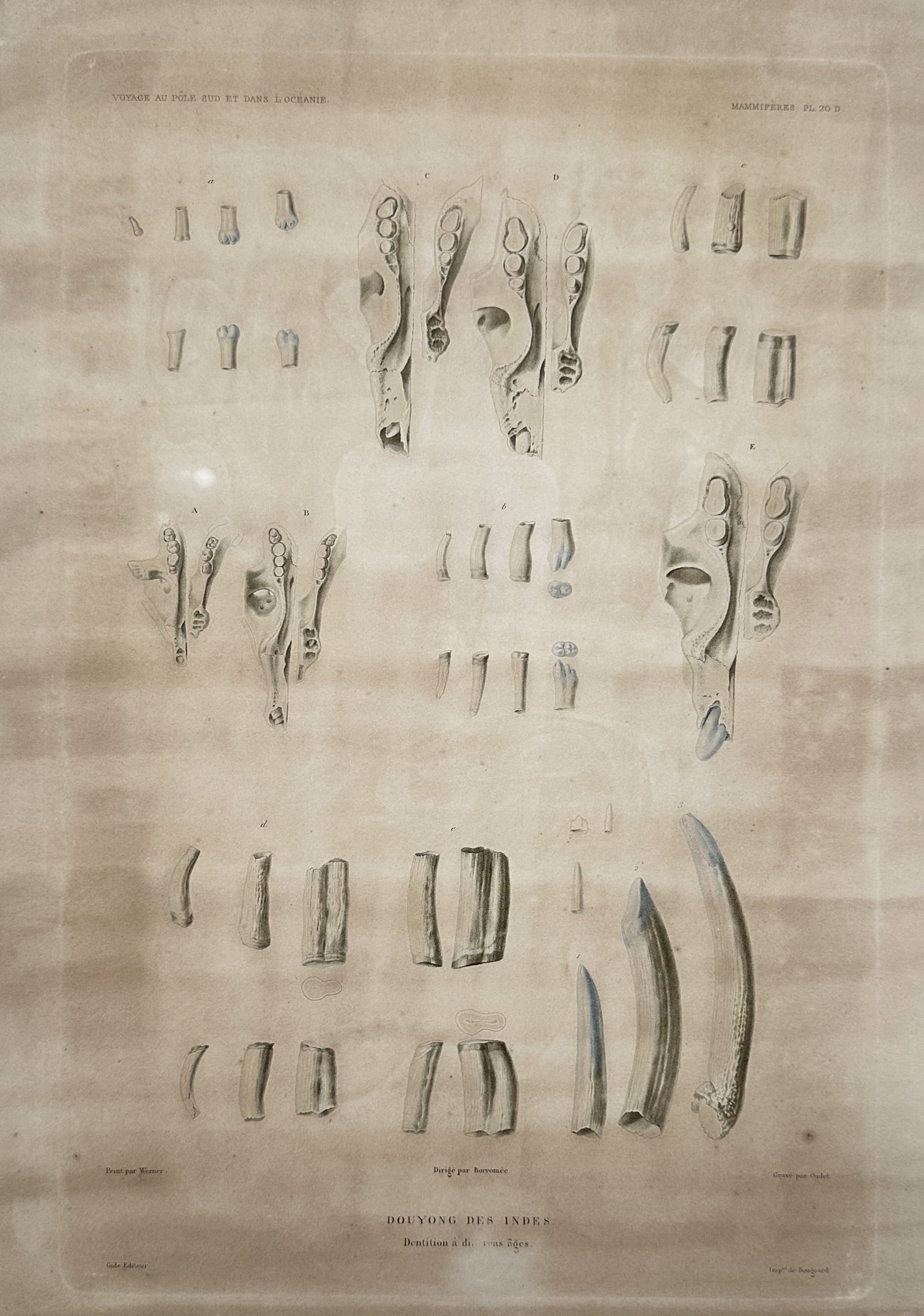 Casimir Gide (1804–1868) – View of the Dentition of the Dugong – Lithograph (1842–1853): "Dugong des Indes - Dentition a differens ages" illustrates a comparative anatomical study of the teeth and jaw structures of the Dugong (Dugong dugon) at various stages of development. The plate feat