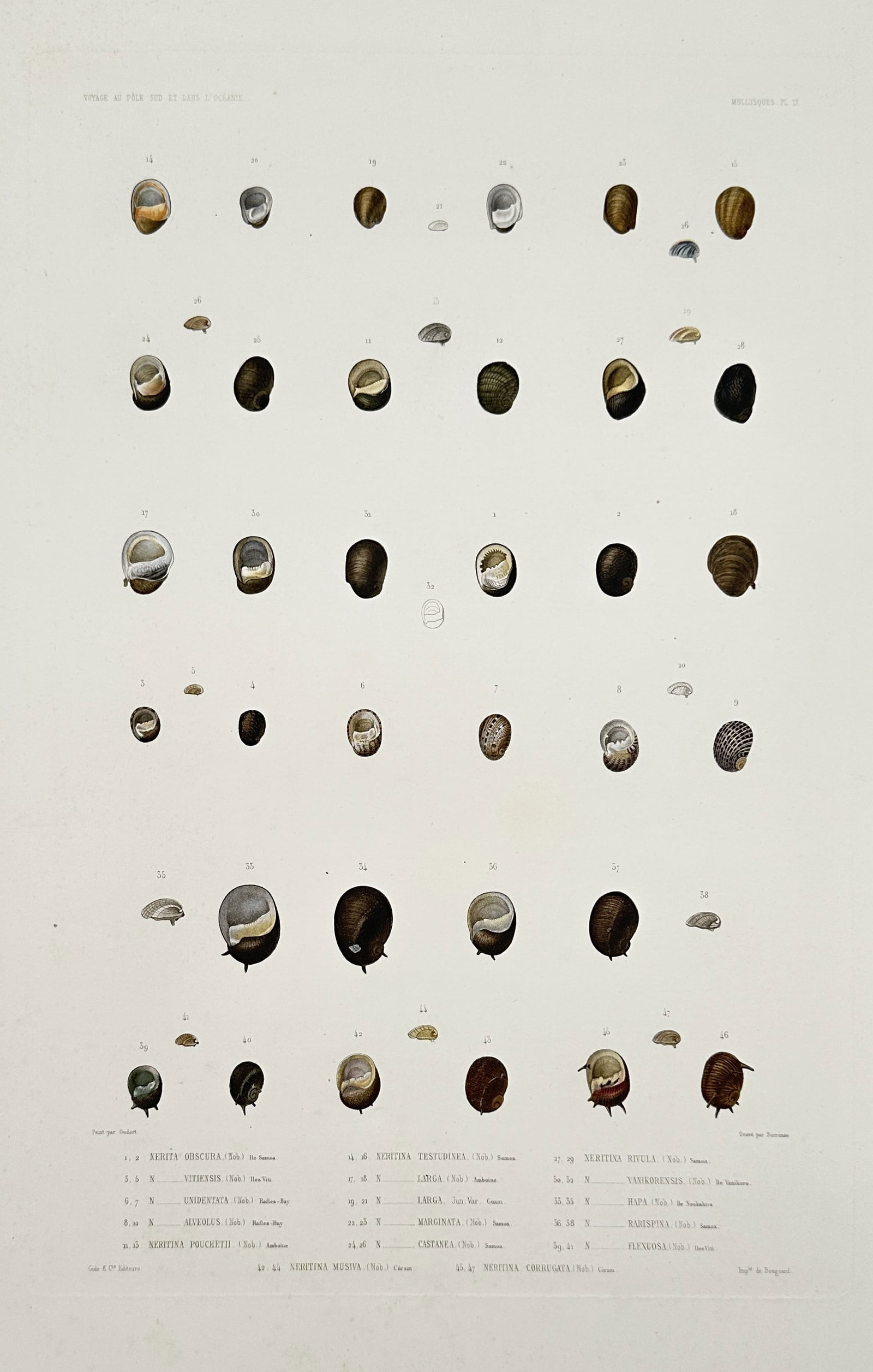 Casimir Gide – View of Various Neritid Seashells – Hand-coloured lithograph (1842–1853): "Mollusques, Pl. 17" illustrates a systematic arrangement of dozens of gastropod shells from the Neritidae family, including various species of Neritina and Nerita. The plate meticulously displays the