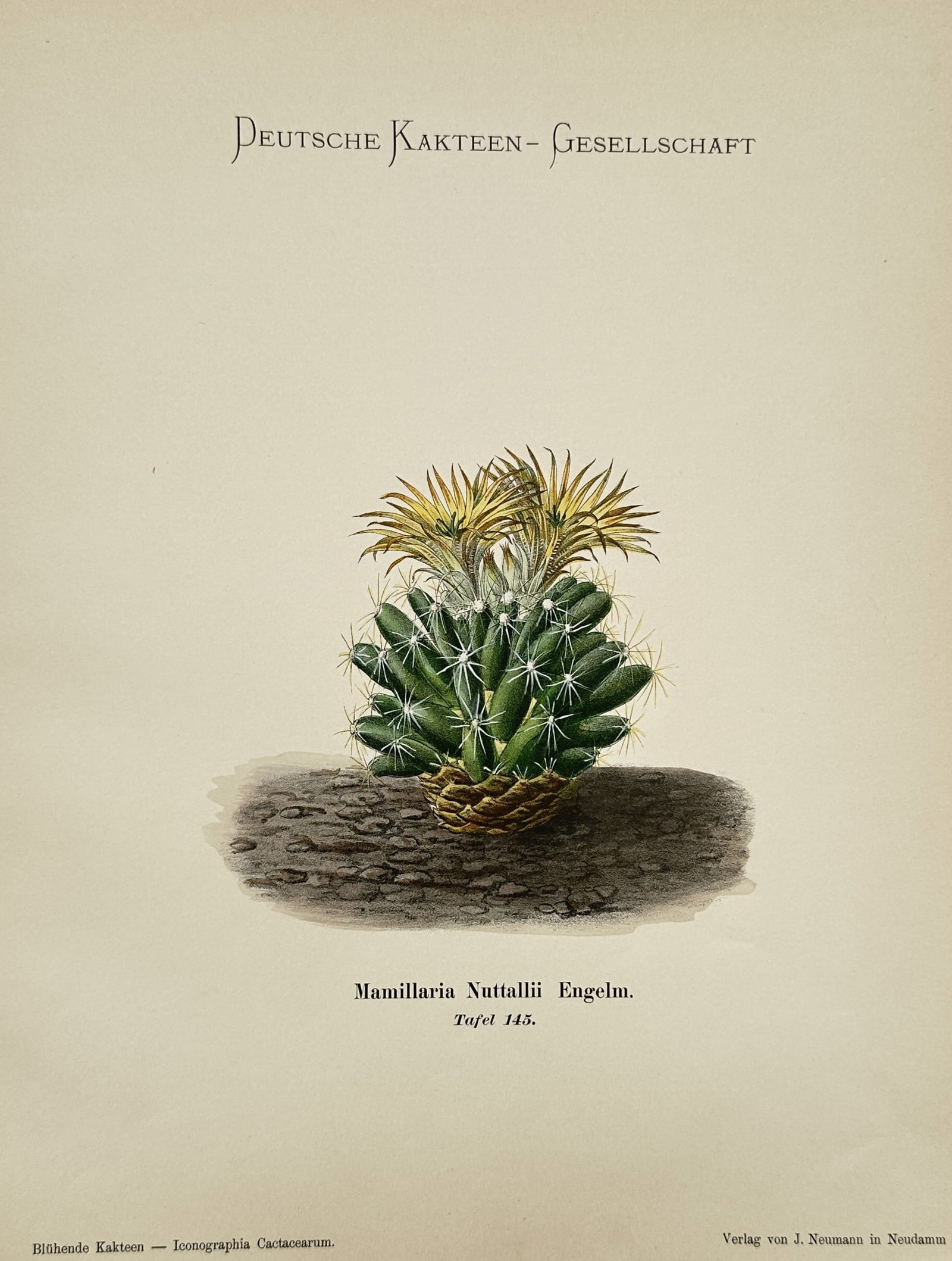 Unknown Artist – Cactus Specimen in Bloom – Chromolithograph (1900) (1 of 2)