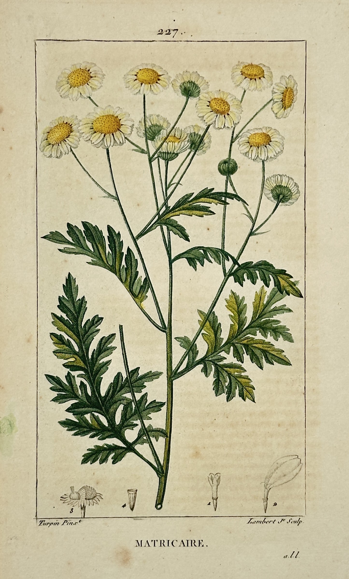 Pierre Jean François Turpin (1775–1840) – Matricaria (Mayweed) – Hand-coloured Engraving (1 of 2)