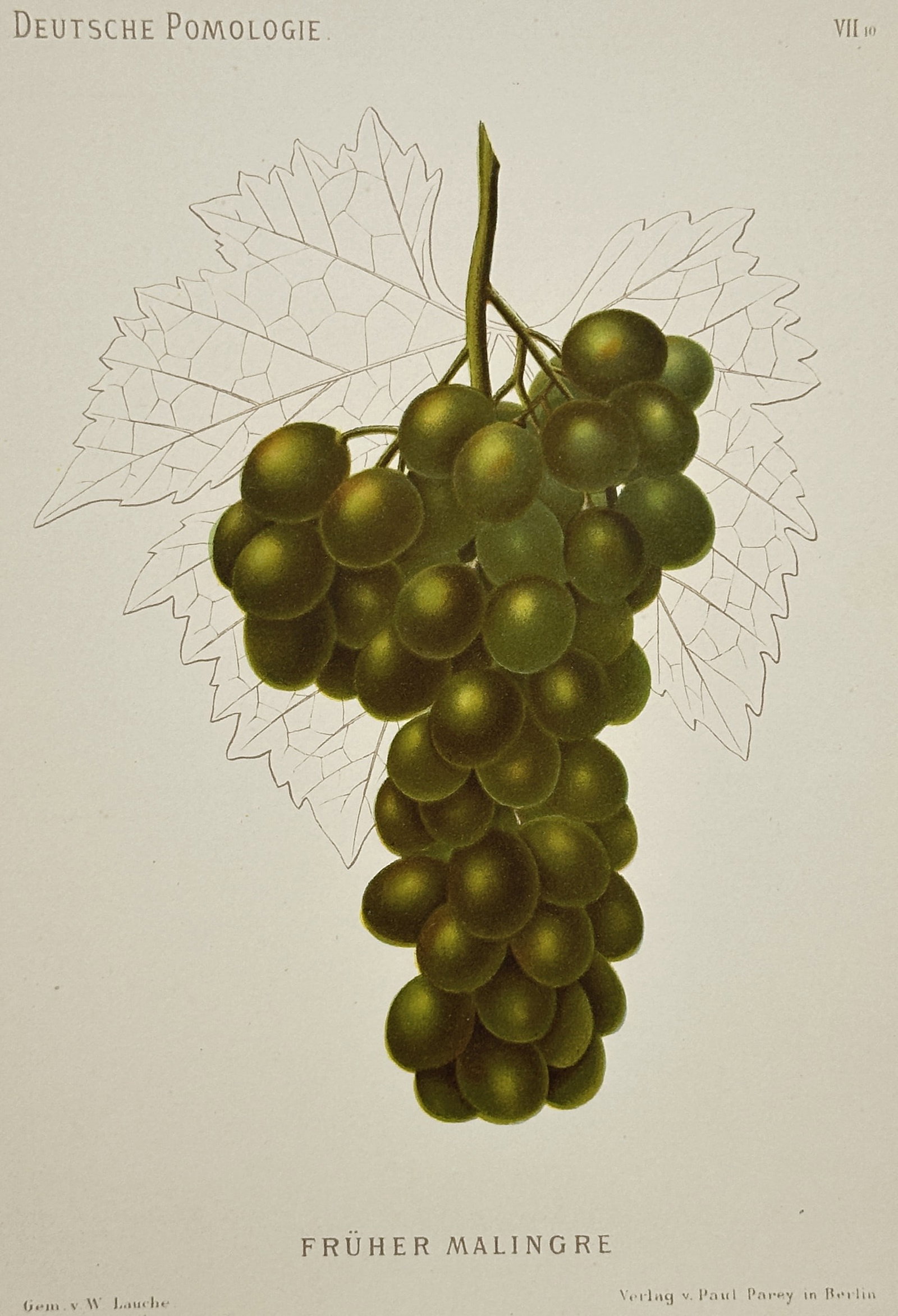 Wilhelm Lauche (1827–1883) – Früher Malingre Grapes – Chromolithograph (1882): "FRÜHER MALINGRE." This chromolithograph depicts a ripe cluster of white grapes against a delicate line-drawing of a vine leaf. The plate is from the extensive botanical work Deutsche Pomologie, publ