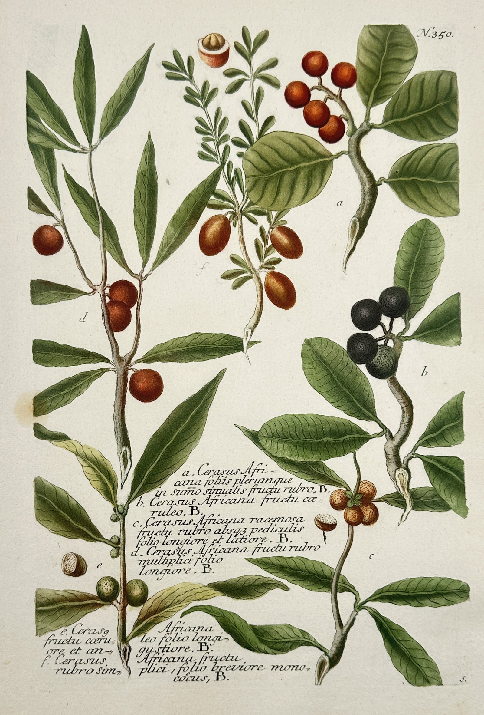 Johann Wilhelm Weinmann (1683–1741) – African Cherry Varieties – Hand-coloured Mezzotint (1 of 2)