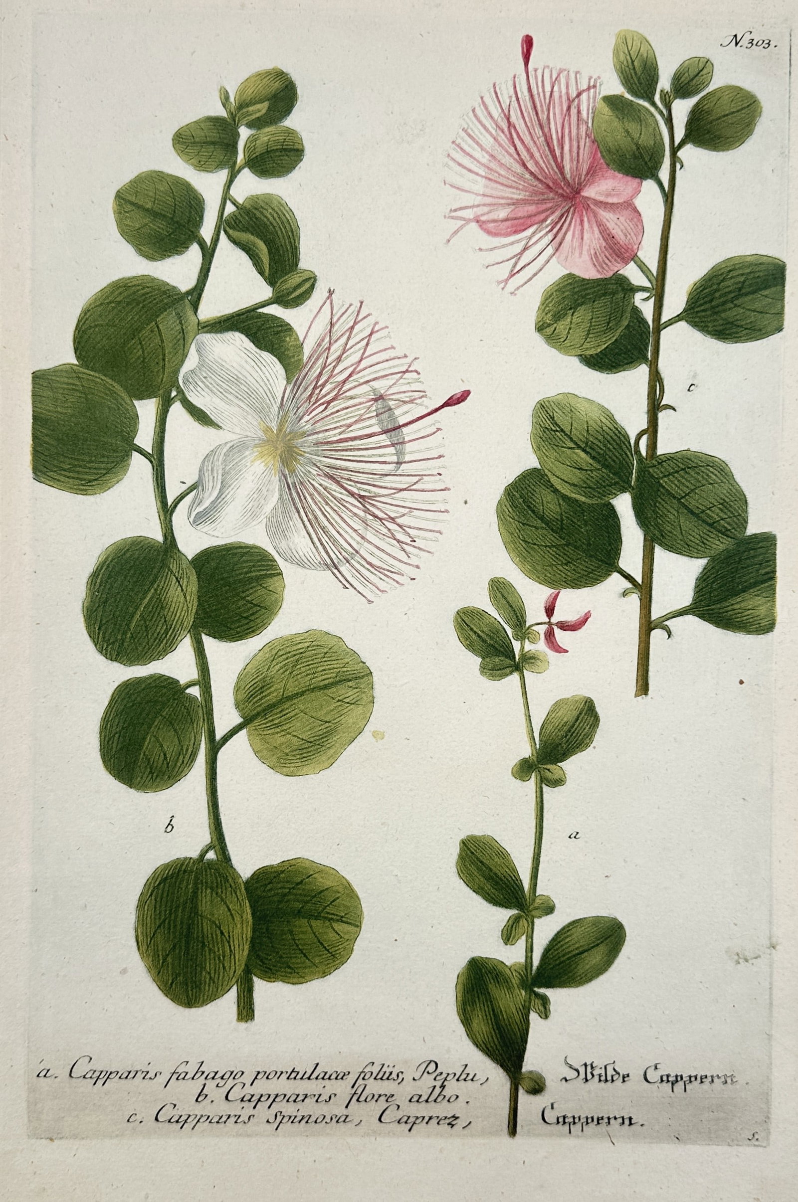 Johann Wilhelm Weinmann (1683–1741) – Caper Plant Varieties – Hand-coloured Mezzotint (1 of 2)