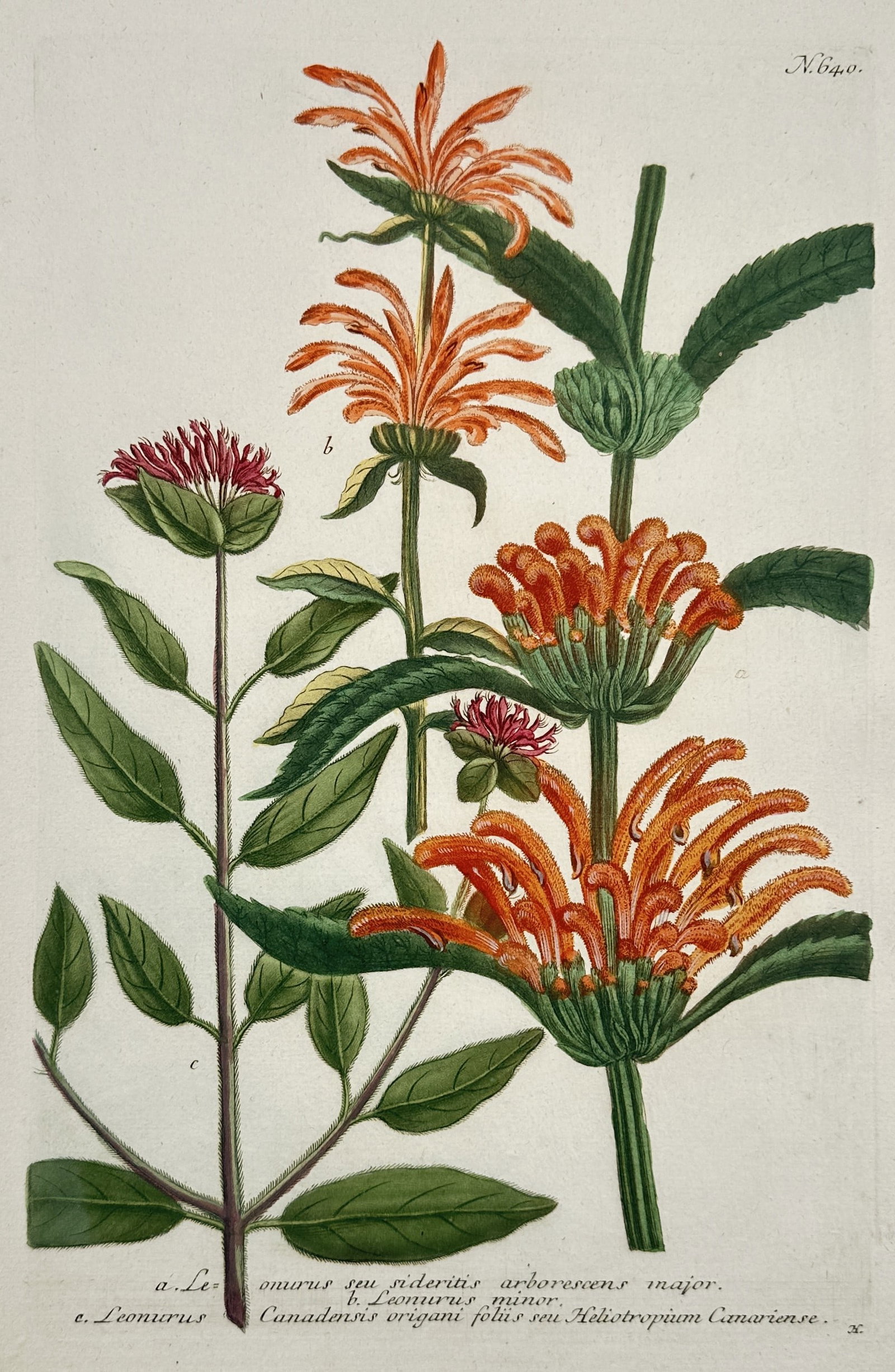 Johann Wilhelm Weinmann (1683–1741) – Leonurus and Heliotropium Varieties: "Leonurus seu Sideritis arborescens major." This botanical study depicts flowering specimens of Lion's Tail and Canary Island Heliotrope, showcasing the structural detail of the blossoms and foliage. 