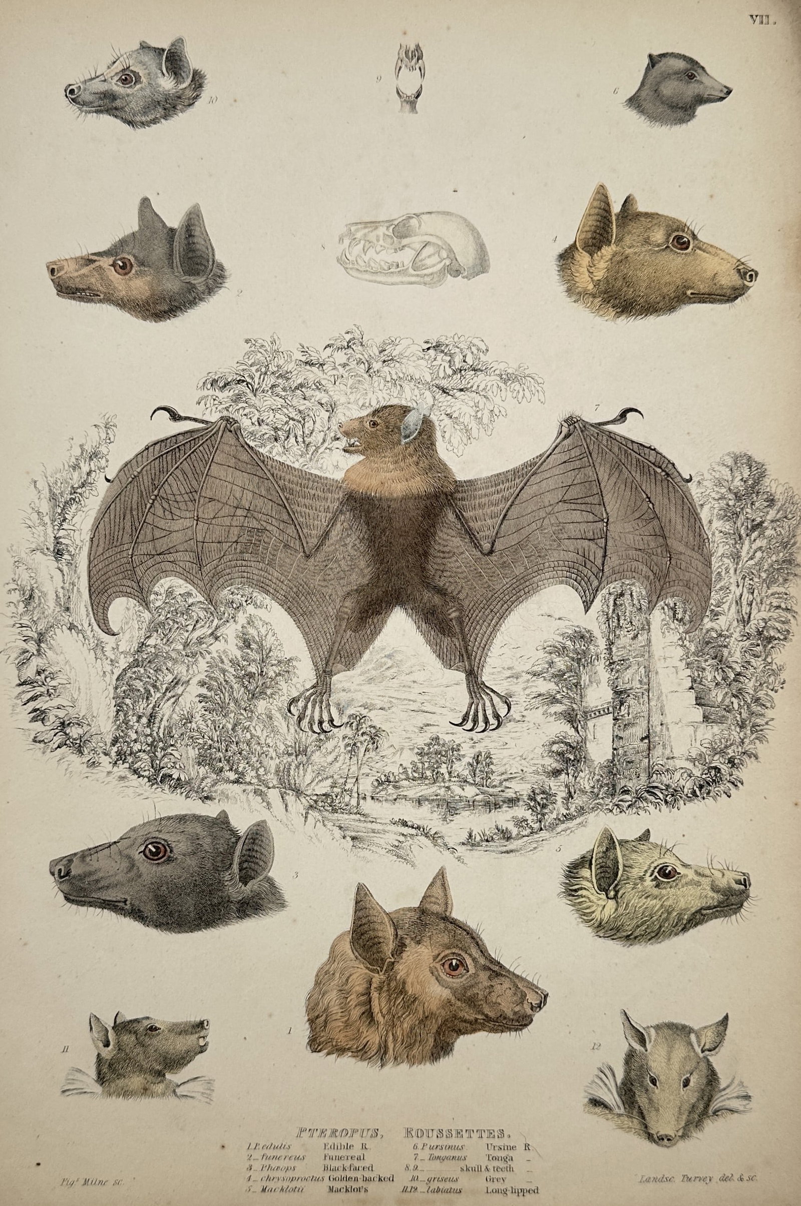 Captain Thomas Brown (1785–1862) – Illustrations of Pteropus and Roussettes: "Pteropus, Roussettes." This hand-coloured engraving illustrates various species of fruit bats and flying foxes, featuring a central figure with outstretched wings and peripheral detailed studies of d