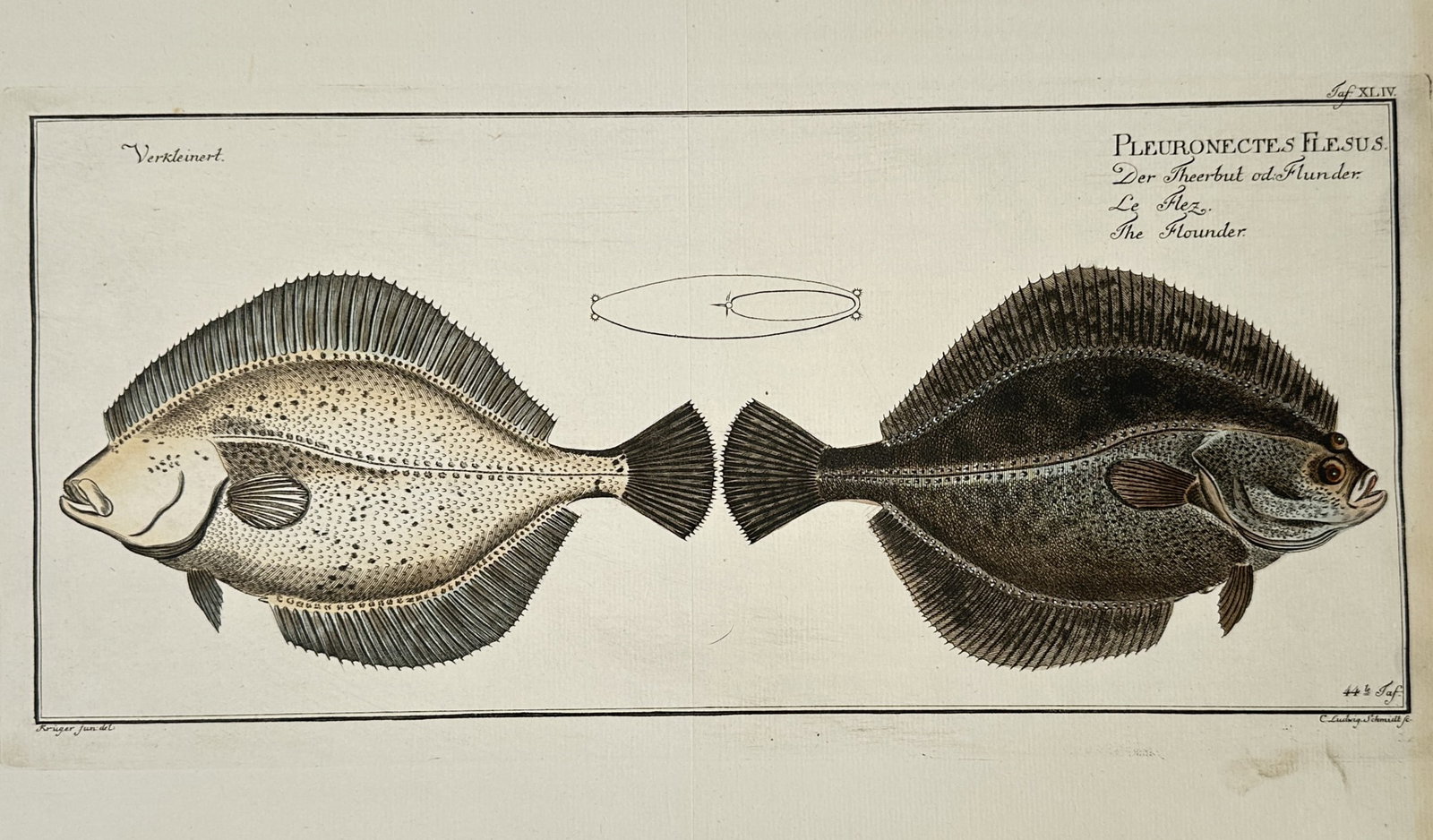 Marcus Elieser Bloch (1723–1799) – The Flounder (Pleuronectes Flesus) – Hand-coloured etching: "Pleuronectes Flesus. Der Flunder oder Flunder. Le Flet. The Flounder." This hand-coloured etching illustrates two views of a flounder, meticulously depicting the anatomical details and scale patterns