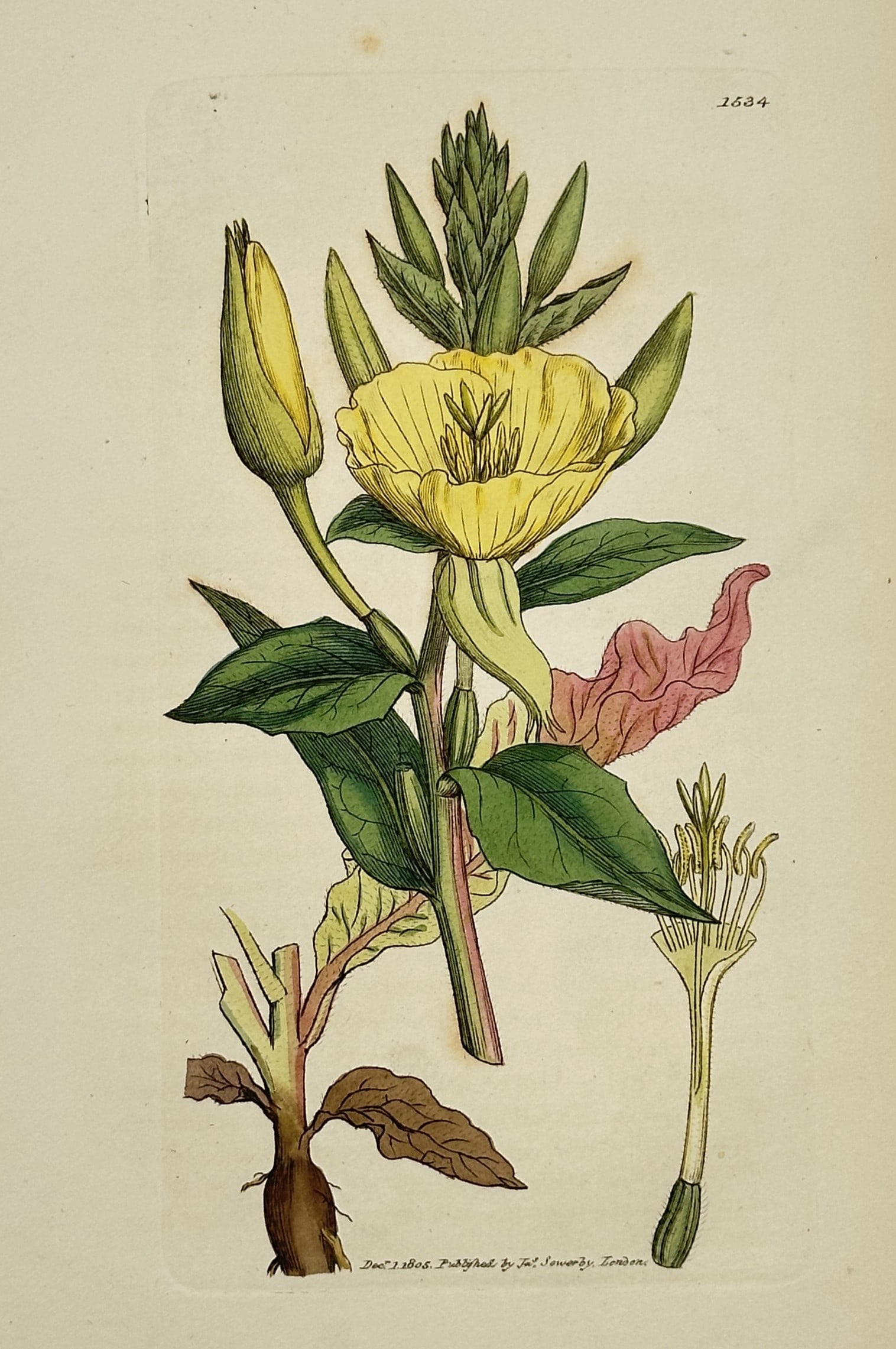 James Sowerby (1757–1822) – Evening Primrose (Oenothera biennis) – Hand-coloured engraving (1 of 2)