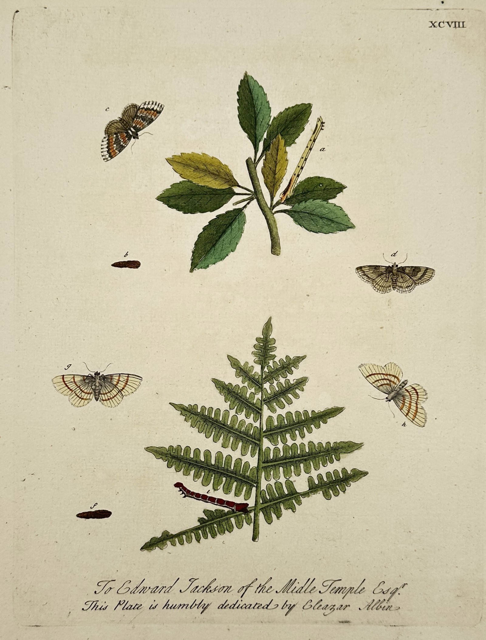 Eleazar Albin (1690–1742) – Entological Study of Moths and Caterpillars on Foliage (1 of 2)