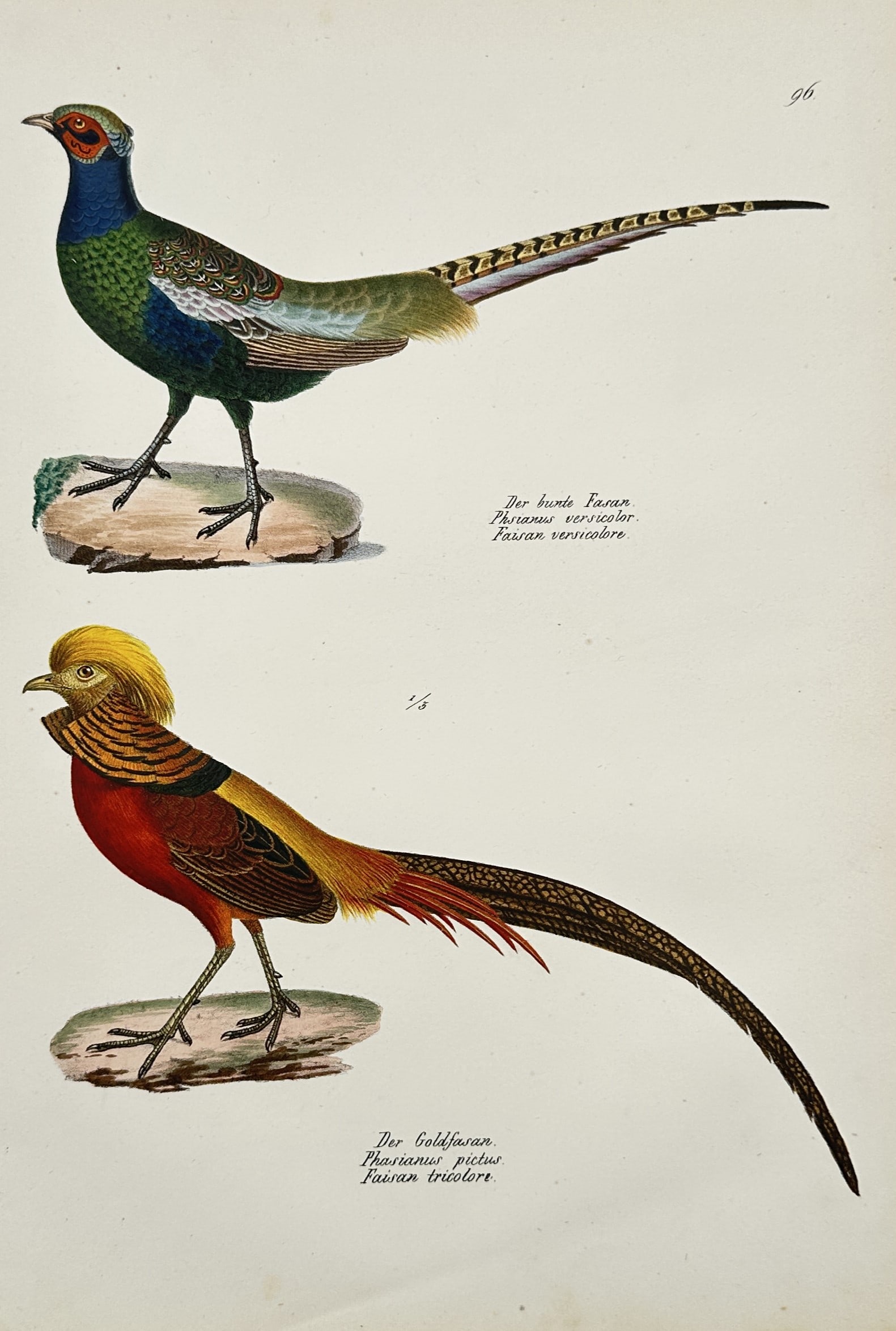 Carl Joseph Brodtmann (1787–1862) – Golden and Green Pheasants – Hand-coloured lithograph: "Der bunte Fasan. Phasianus versicolor. Faisan versicolore. Der Goldfasan. Phasianus pictus. Faisan tricolore." This hand-coloured lithograph illustrates two distinct species of pheasant, the Green Ph