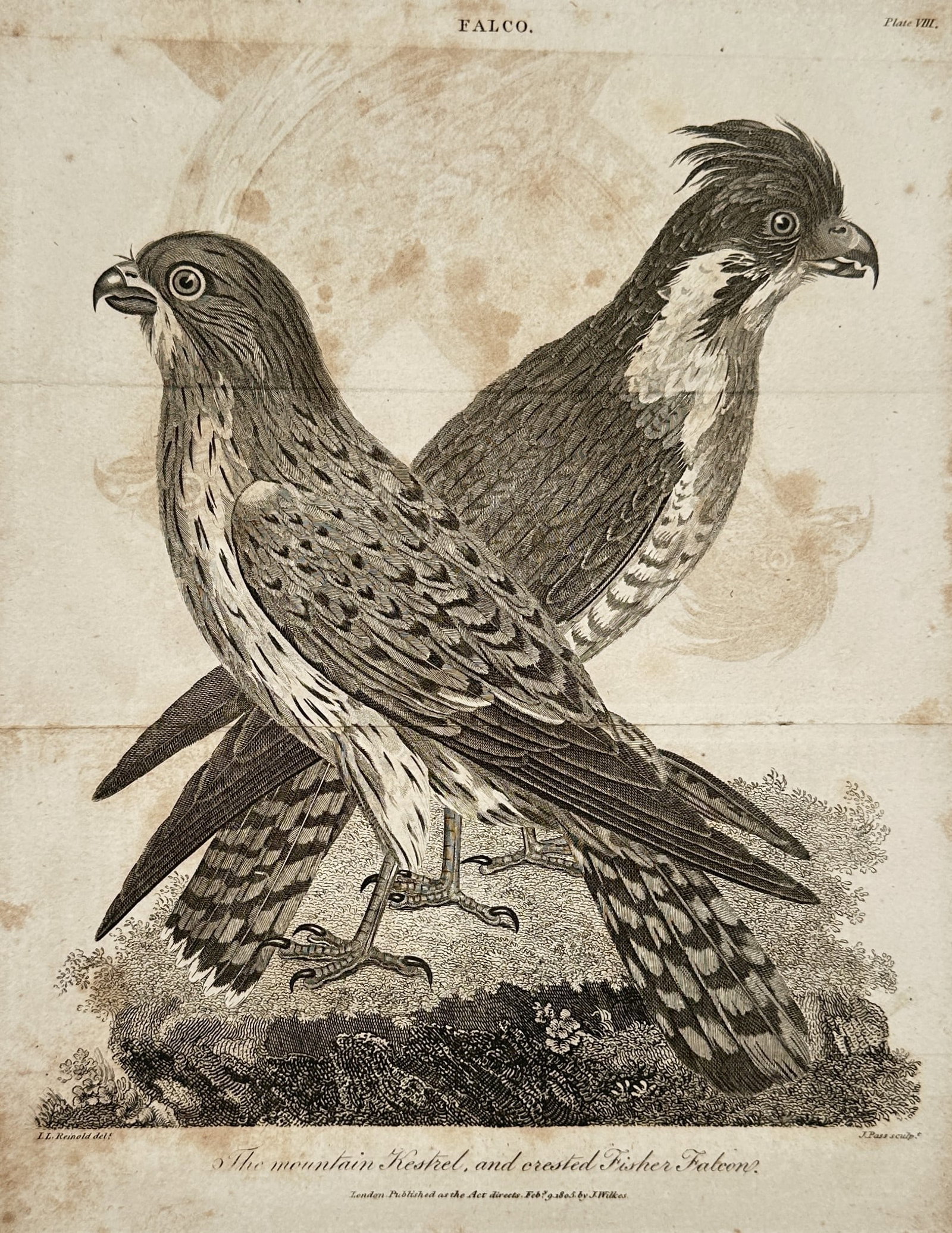 John Wilkes (1750–1810) – The Mountain Kestrel and Crested Fisher Falcon – Engraving (1805): "The mountain Kestrel, and crested Fisher Falcon." This engraving depicts two birds of prey, a kestrel and a crested falcon, perched upon a rocky outcrop. The work is from the Encyclopedia Londinensis