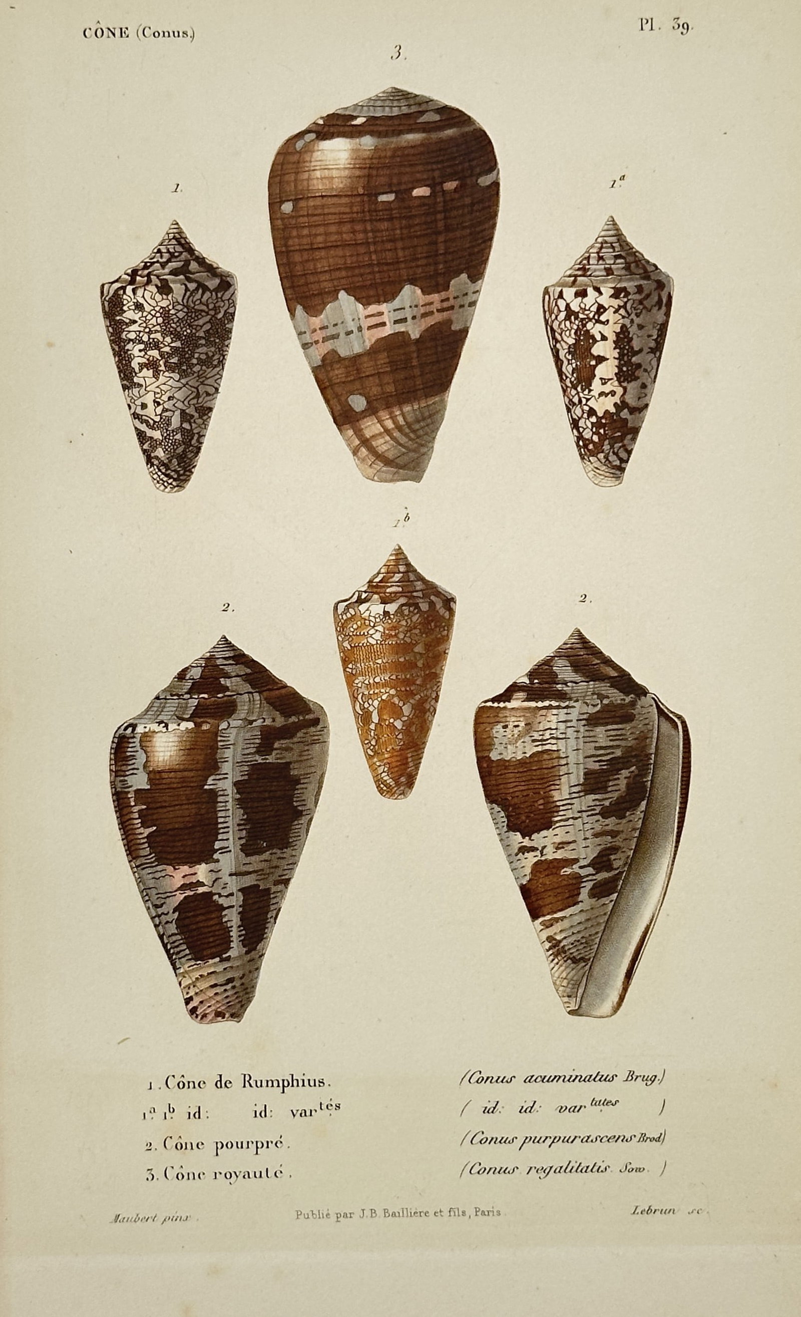 Jean-Baptiste Baillière (1797–1885) – Study of Cone Shells – Hand-coloured engraving (1832) (1 of 2)