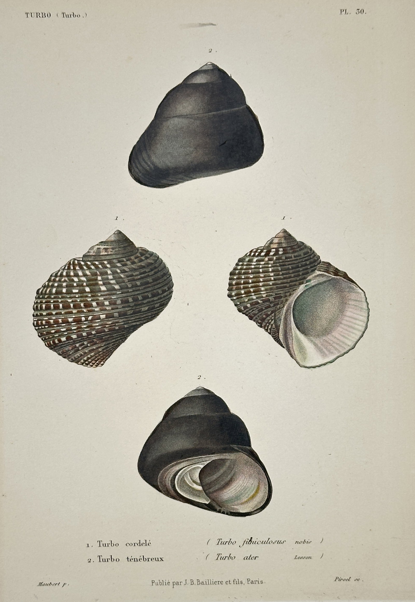 Jean-Baptiste Baillière (1797–1885) – Study of Turbo Shells – Hand-coloured engraving (1832) (1 of 2)