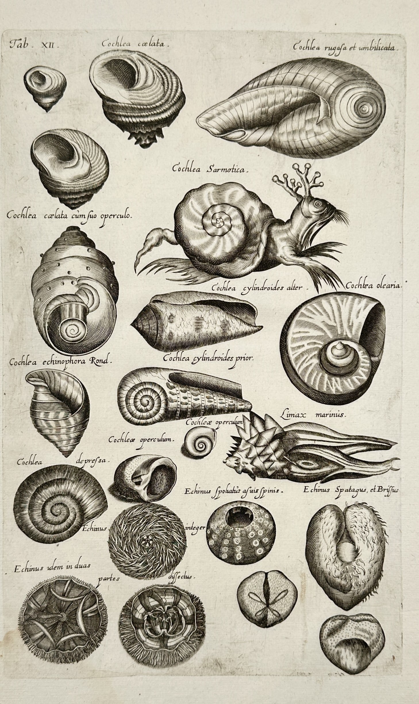 Jan Jonston (1603–1675) – Study of Shells and Sea Urchins – Engraving (1650): "Cochlea caelata." This engraving presents a comprehensive study of various marine specimens, including various snail shells like the Cochlea Sarmatica and several types of sea urchins and gastropods.