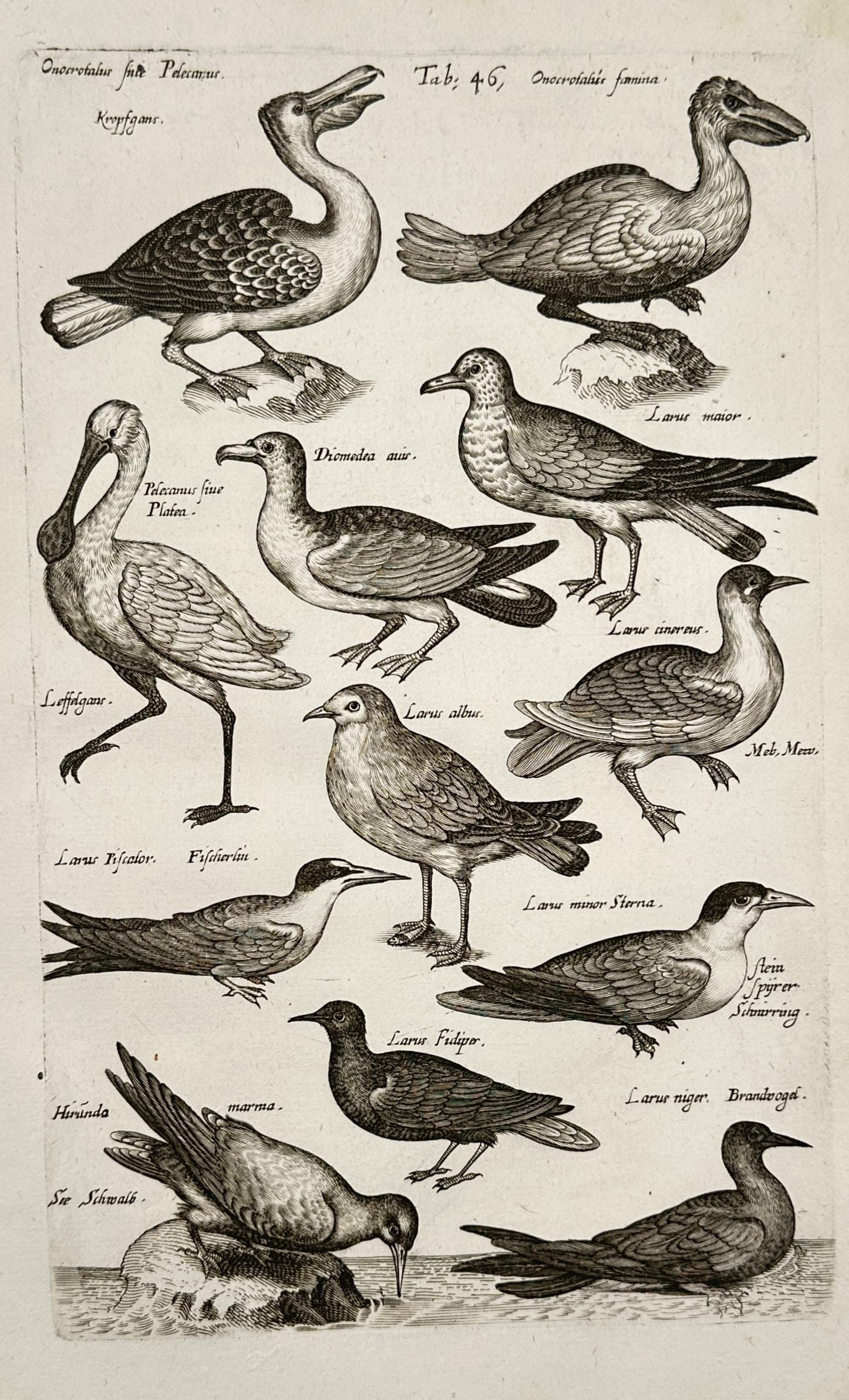 Jan Jonston (1603–1675) – Study of Water Birds – Engraving (1650) (1 of 2)