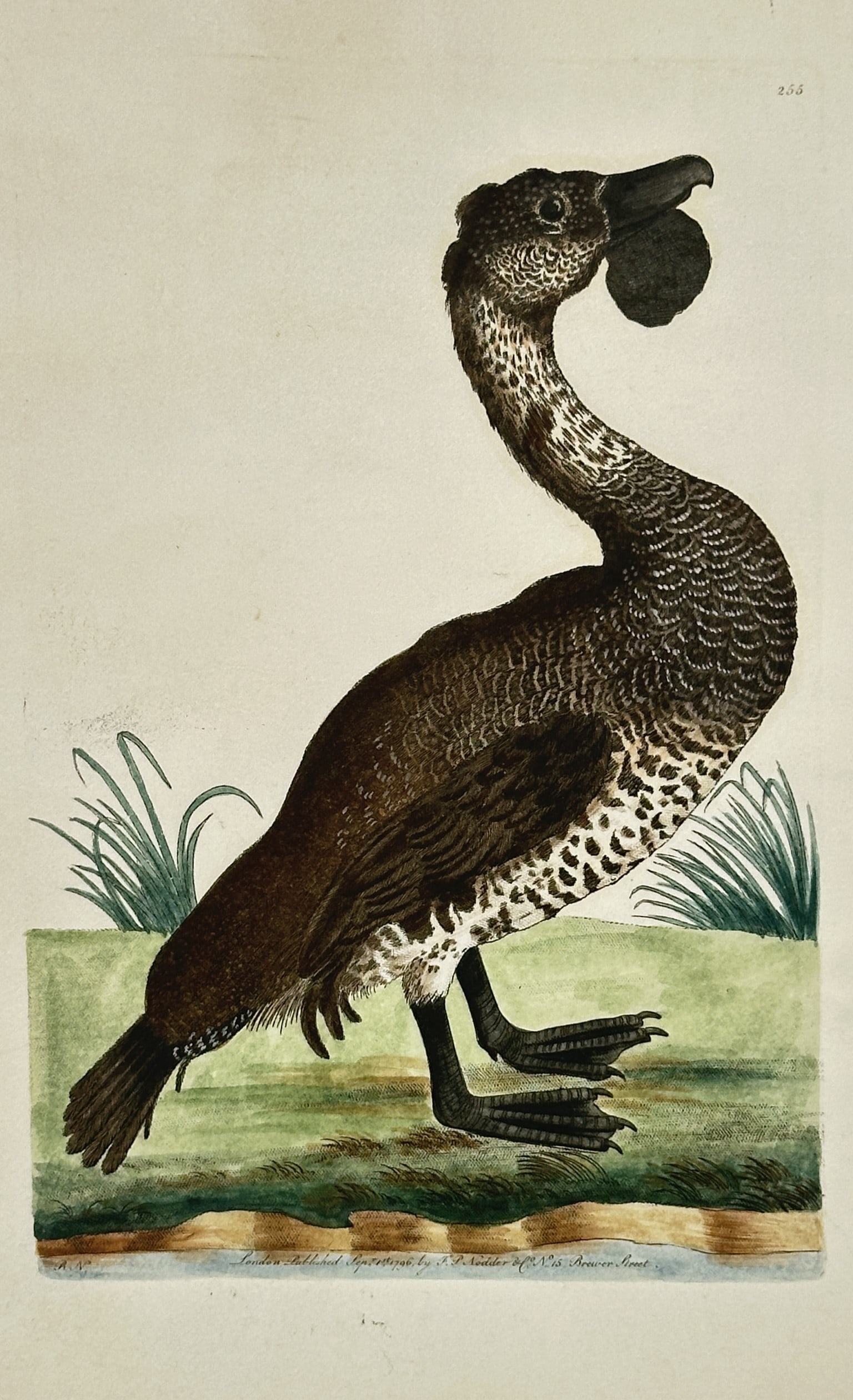 Frederick Polydore Nodder (1751–1801) – The Musk Duck – Hand-coloured engraving (1795): "Anas Lobata." This hand-coloured engraving depicts a musk duck, characterized by the prominent lobe of skin hanging beneath its bill and its distinctive mottled plumage. The work is from The Naturali
