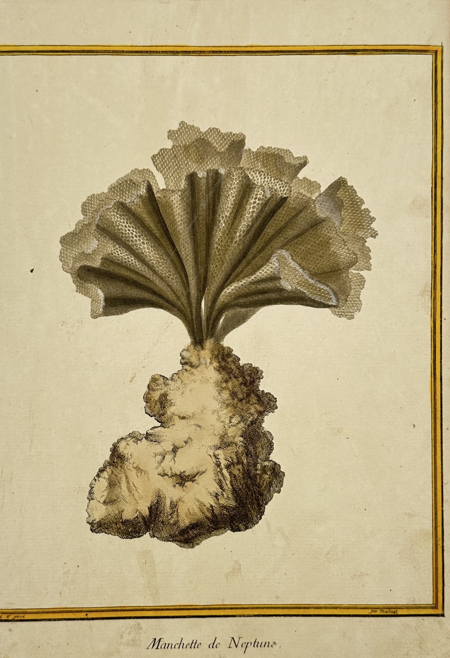 François-Nicolas Martinet – Neptune's Lace (Reteporella grimaldii) – Hand-coloured etching (1 of 3)