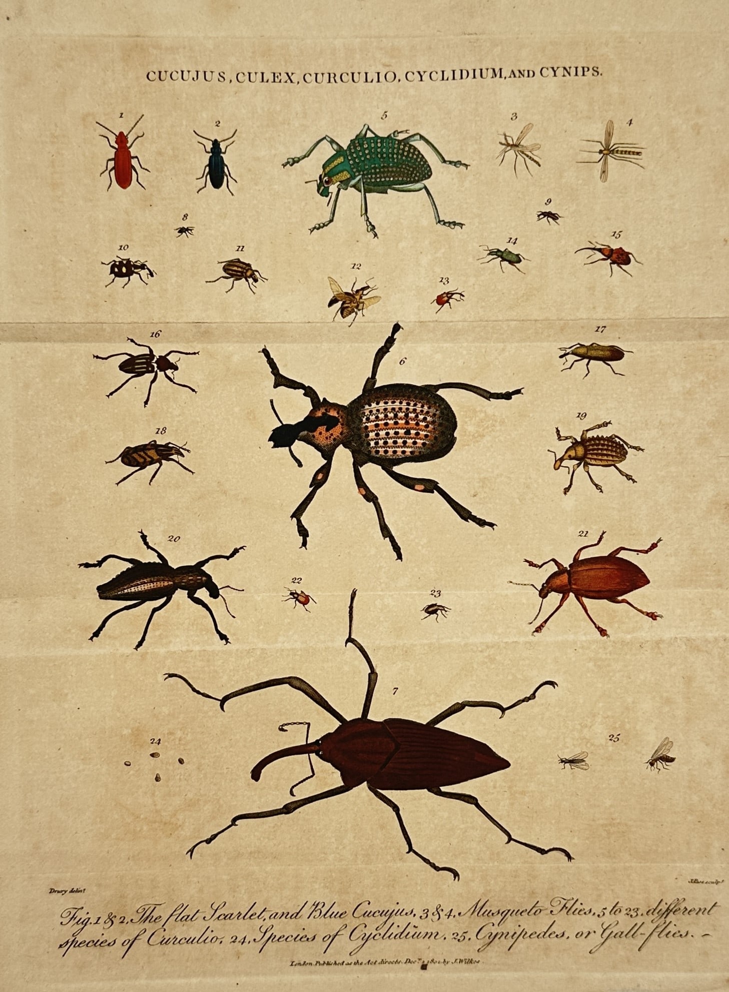 John Wilkes (1750–1810) – Study of Beetles and Flies – Hand-coloured engraving (1802) (1 of 2)