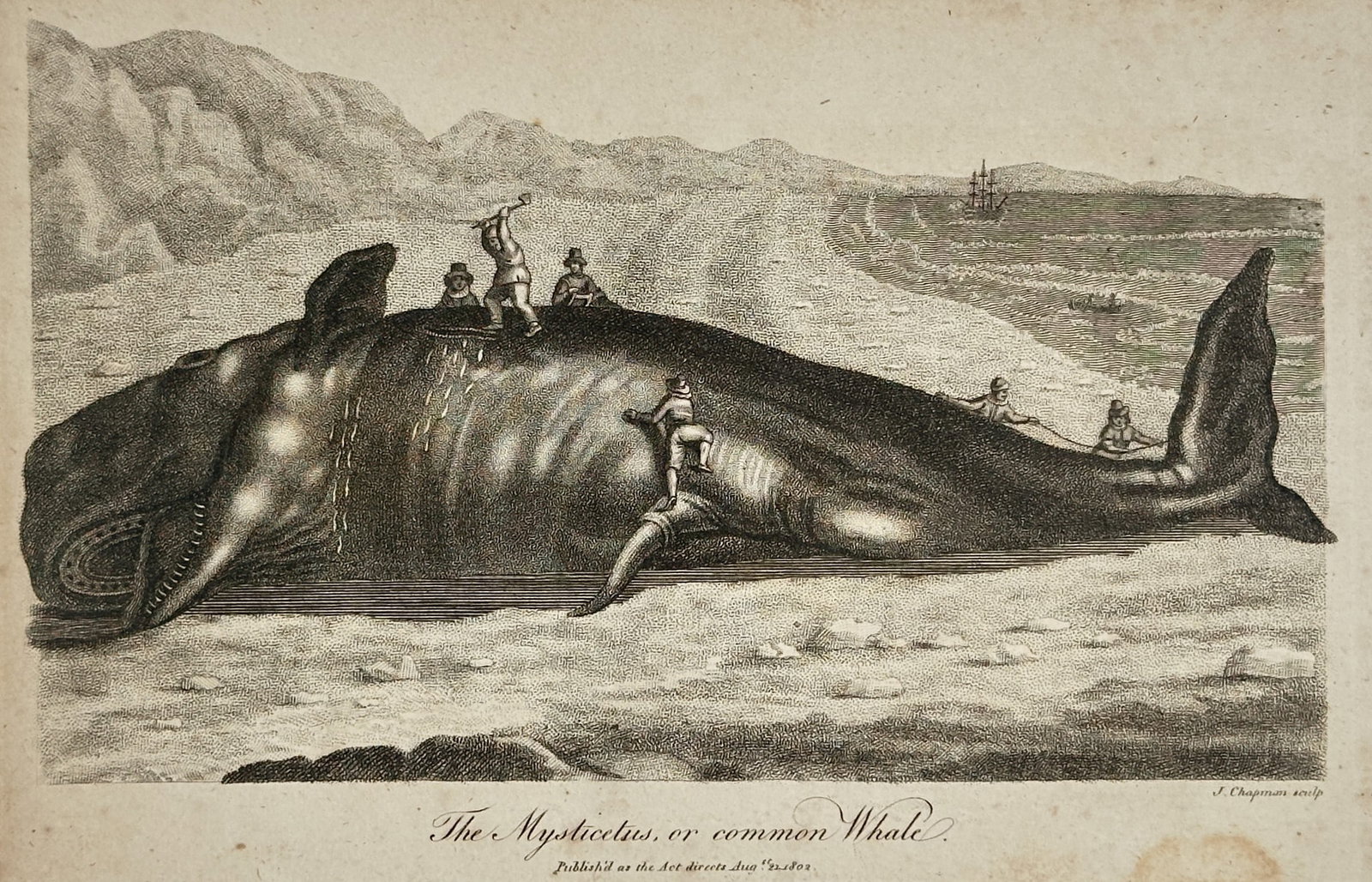 John Wilkes (1750–1810) – The Mysticetus or Common Whale – Engraving (1804) (1 of 2)