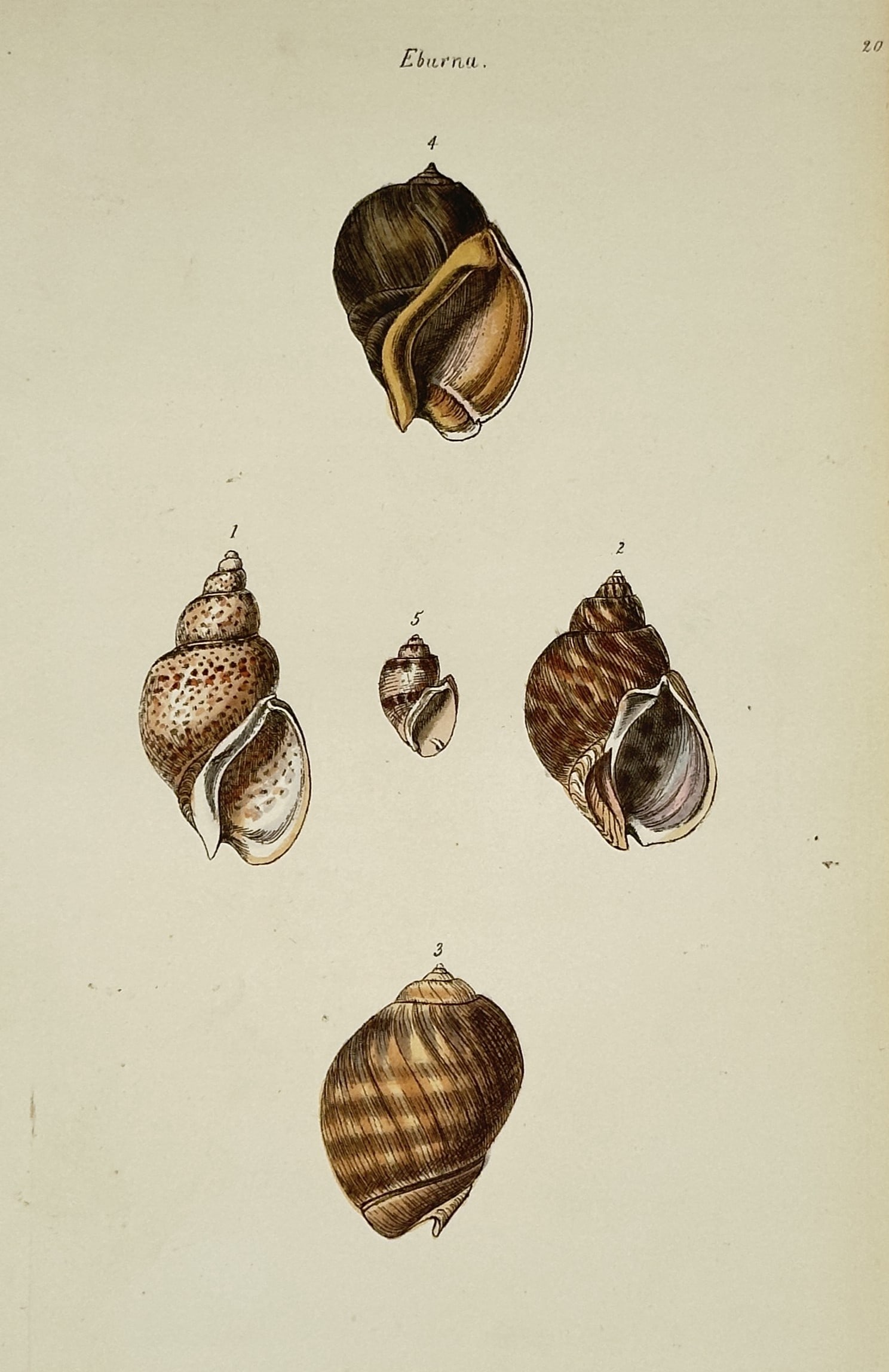 George Brettingham Sowerby (1788–1854) – Study of Eburna Shells – Hand-coloured engraving: "Eburna." This hand-coloured engraving illustrates five specimens of ivory whelks, meticulously depicting their smooth textures, spotted patterns, and spiral forms. The work is sourced from the Genera