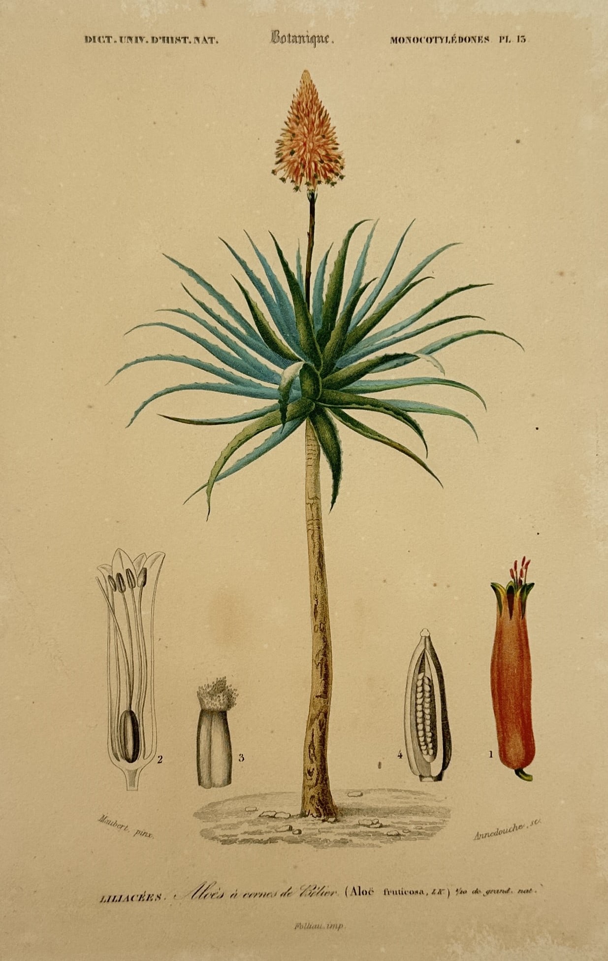 Charles Dessalines d'Orbigny (1806–1876) – Study of the Aloe Tree – Hand-coloured steel (1 of 2)