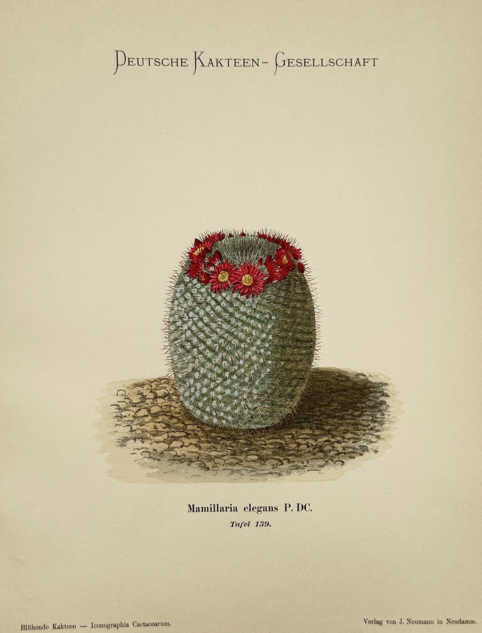 Jean-Baptiste Baillière – Study of Mamillaria Elegans – Chromolithograph (1894) (1 of 2)
