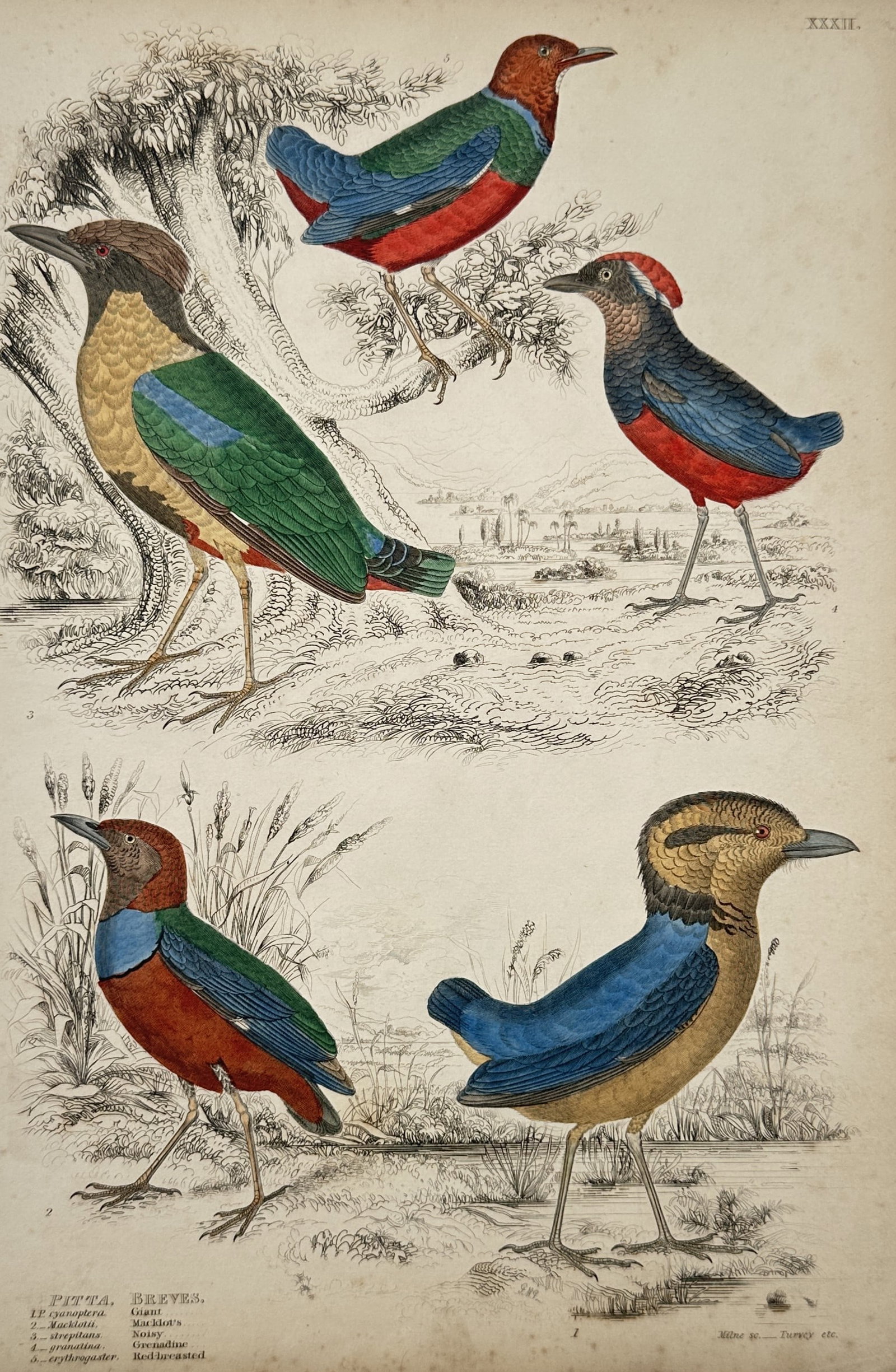 William MacGillivray (1796–1852) – Study of Pittas – Hand-coloured engraving (1833) (1 of 2)