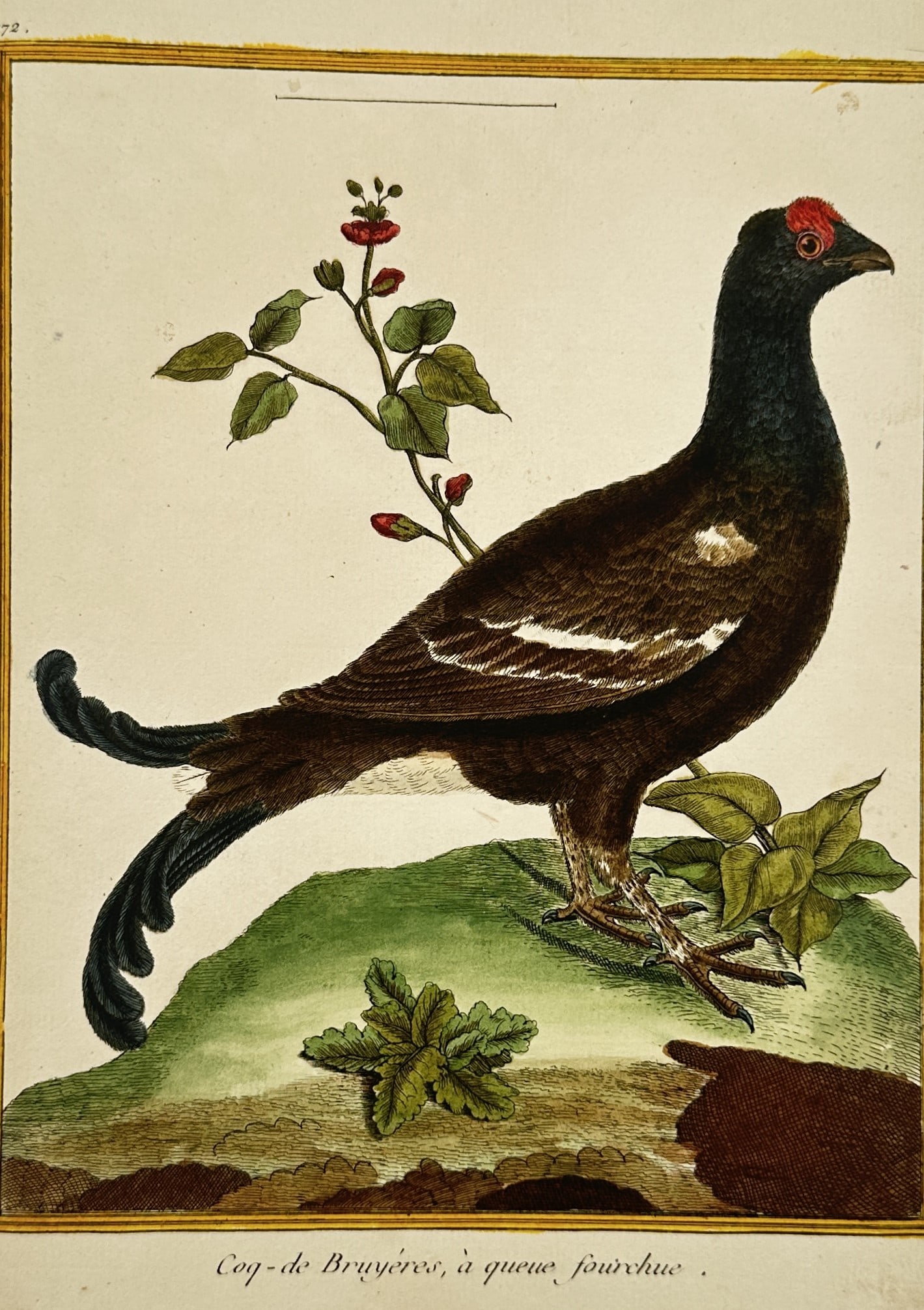 François-Nicolas Martinet (1731–1800) – Black Grouse – Hand-coloured etching (1770) (1 of 2)
