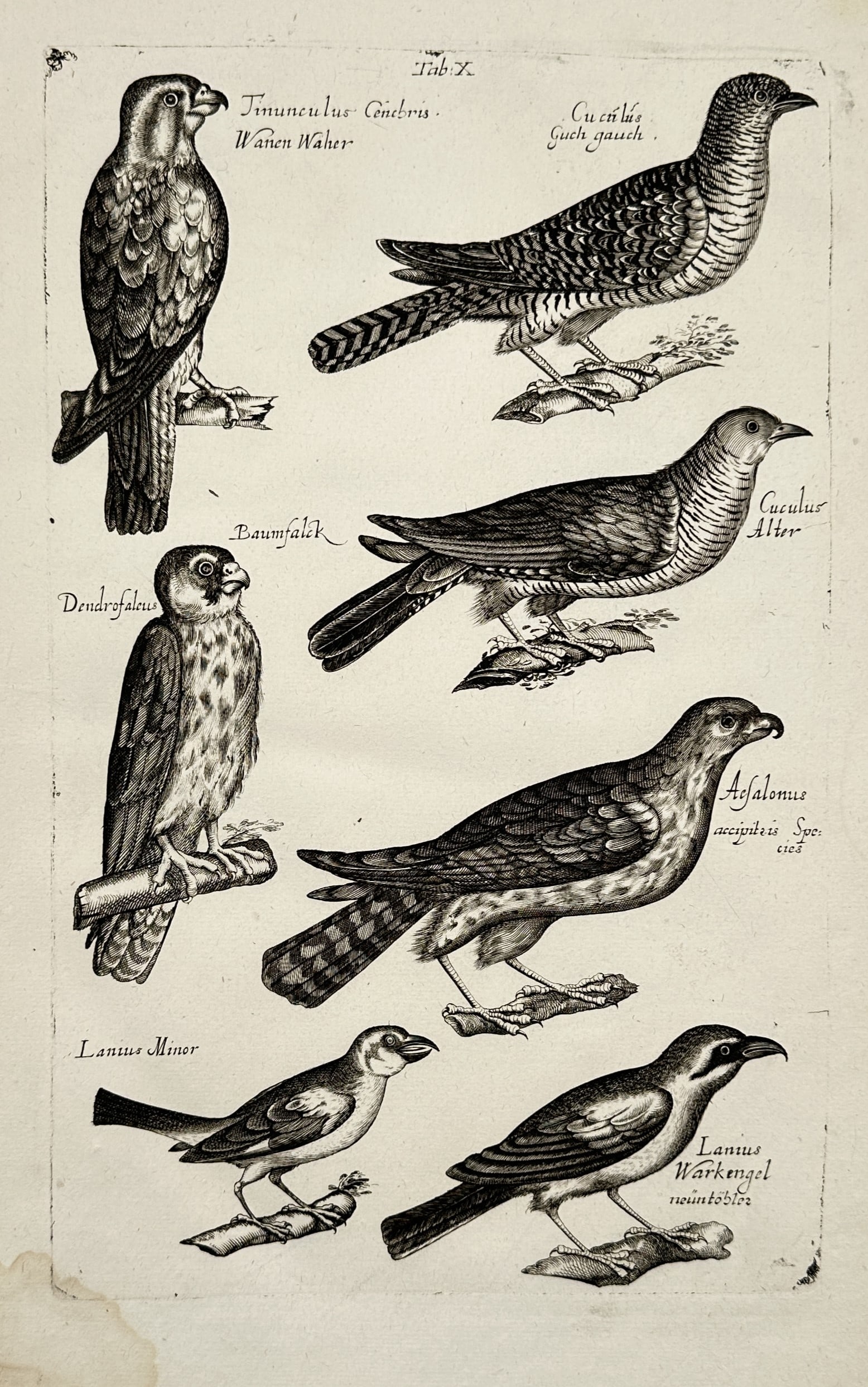 John Jonston (1603–1675) – Natural History of Birds – Ornithological Studies – Copper (1 of 2)