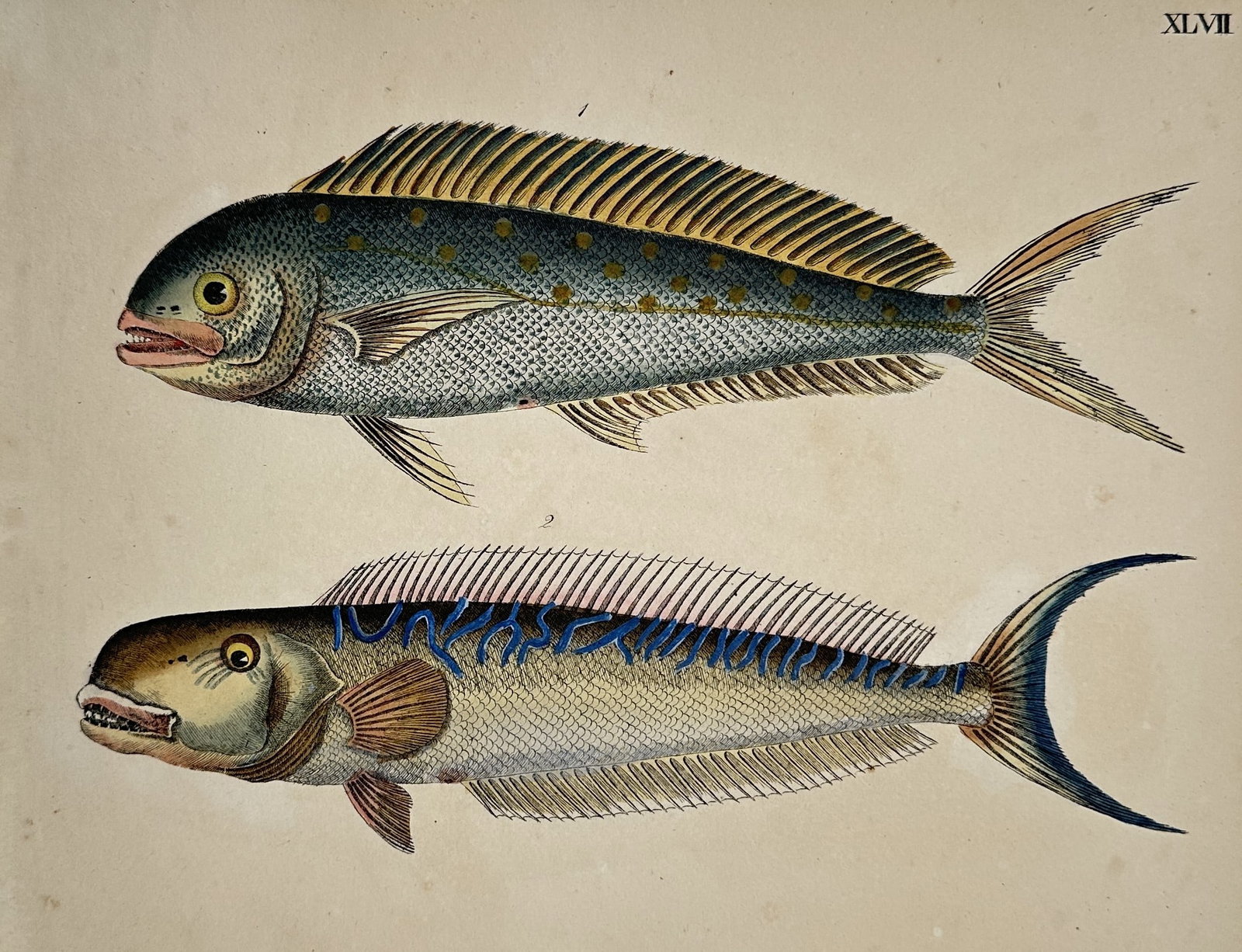 Friedrich Justin Bertuch (1747–1822) – Studies of Exotic Fish – Ichthyology: "XLVII". This hand-coloured copper engraving presents two detailed studies of exotic fish, characterized by vibrant yellow, blue, and green hues. The upper figure displays a prominent dorsal fin and s