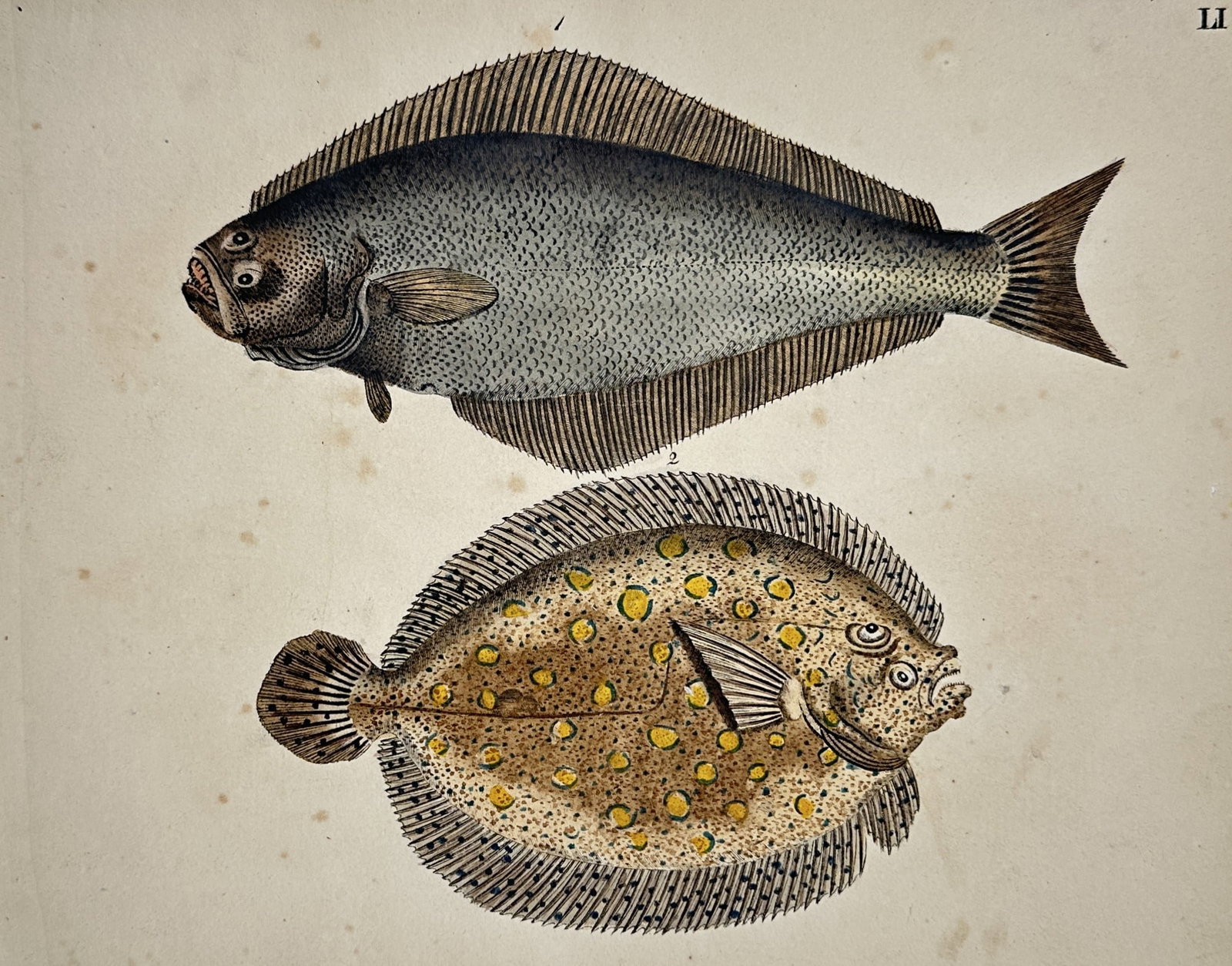 Friedrich Justin Bertuch (1747–1822) – Studies of Flatfish – Ichthyology: "LI". This hand-coloured copper engraving illustrates two distinct species of flatfish, including a specimen resembling a turbot or flounder with prominent yellow spotting. The work emphasizes the uni