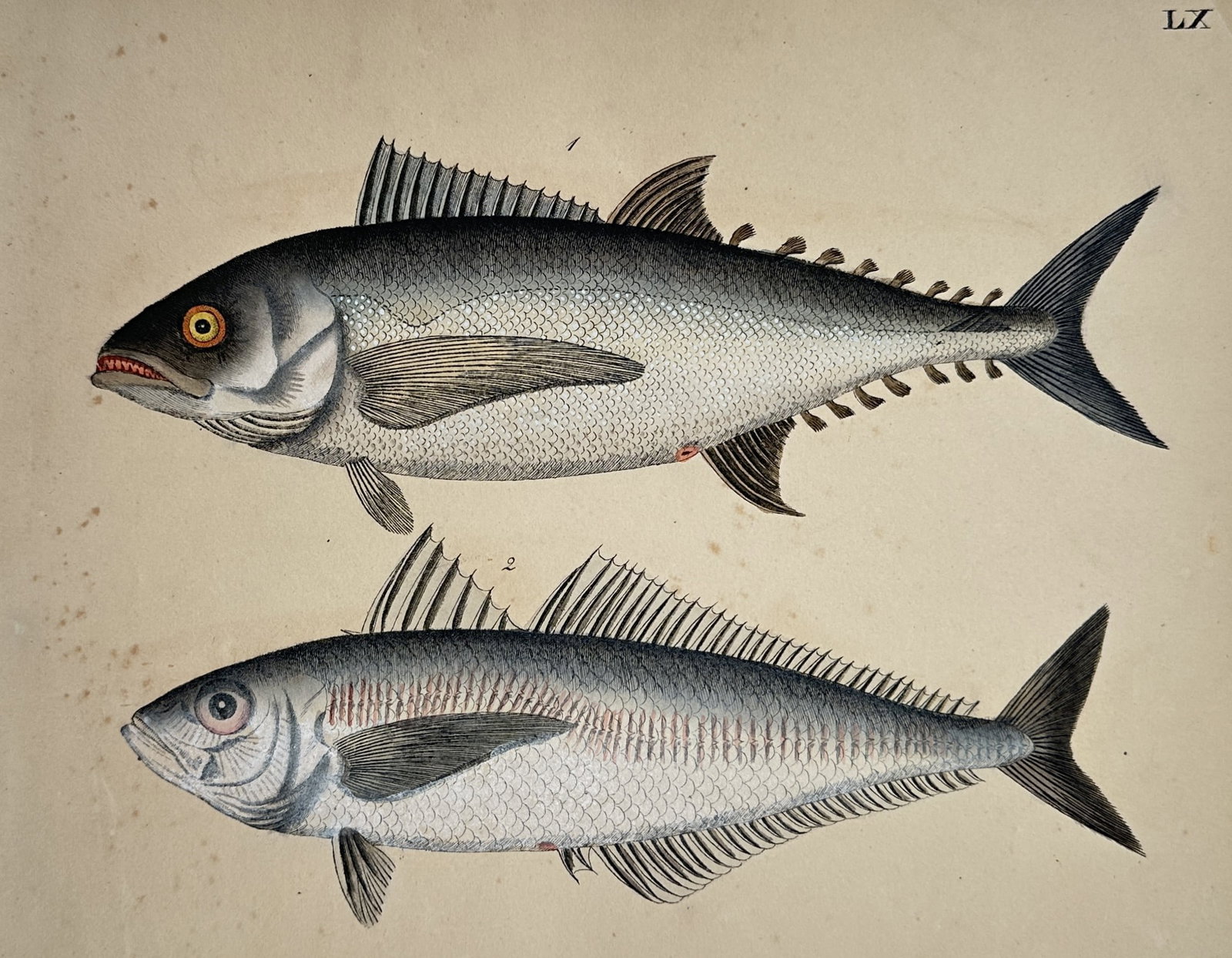 Friedrich Justin Bertuch (1747–1822) – Studies of Pelagic Fish – Ichthyology (1 of 2)