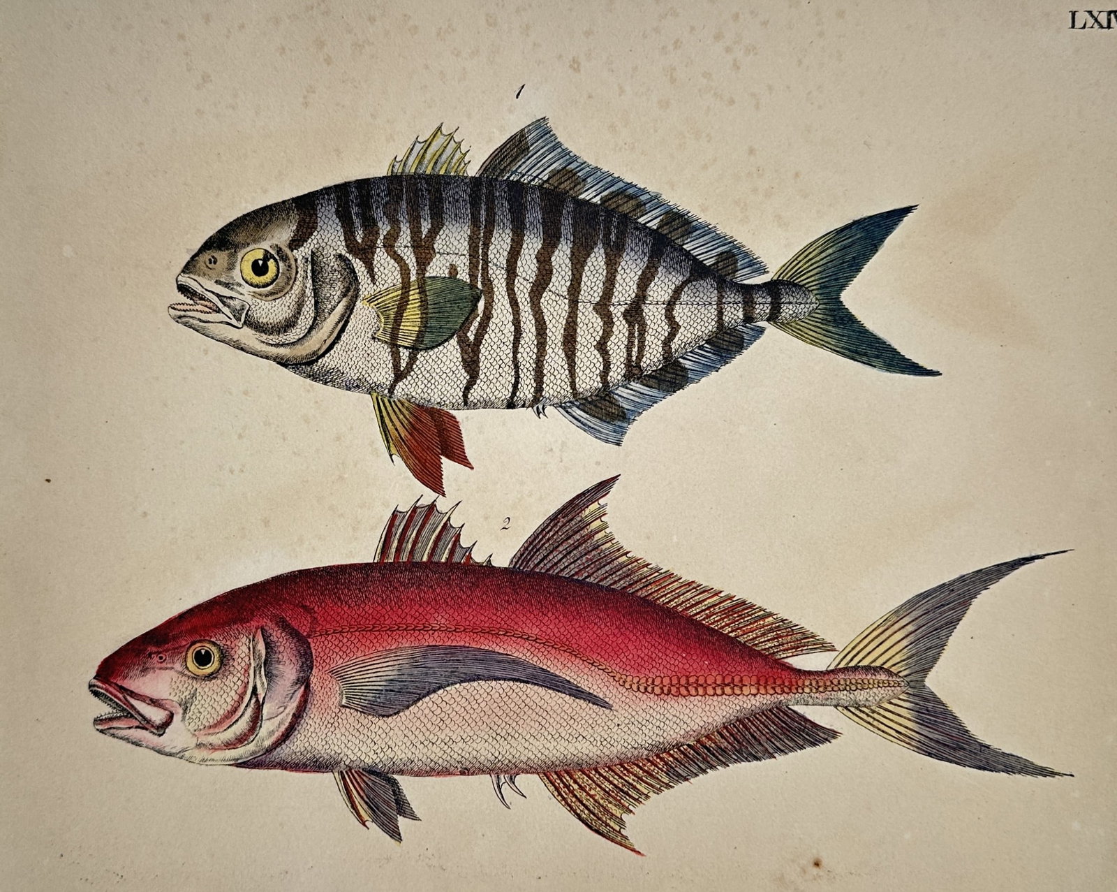 Friedrich Justin Bertuch (1747–1822) – Studies of Perciform Fish – Ichthyology: "LXIV". This hand-coloured copper engraving portrays two species of perciform fish, with the upper figure exhibiting bold vertical stripes and colorful fins, while the lower specimen is rendered in a 