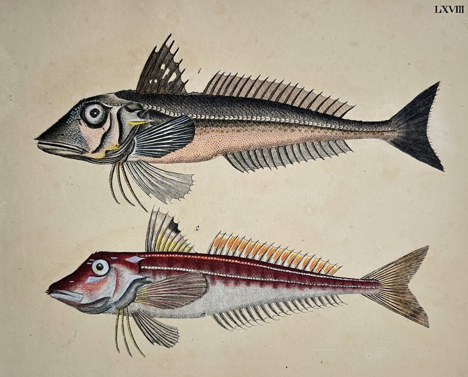 Friedrich Justin Bertuch (1747–1822) – Studies of Gurnards – Ichthyology (1 of 2)