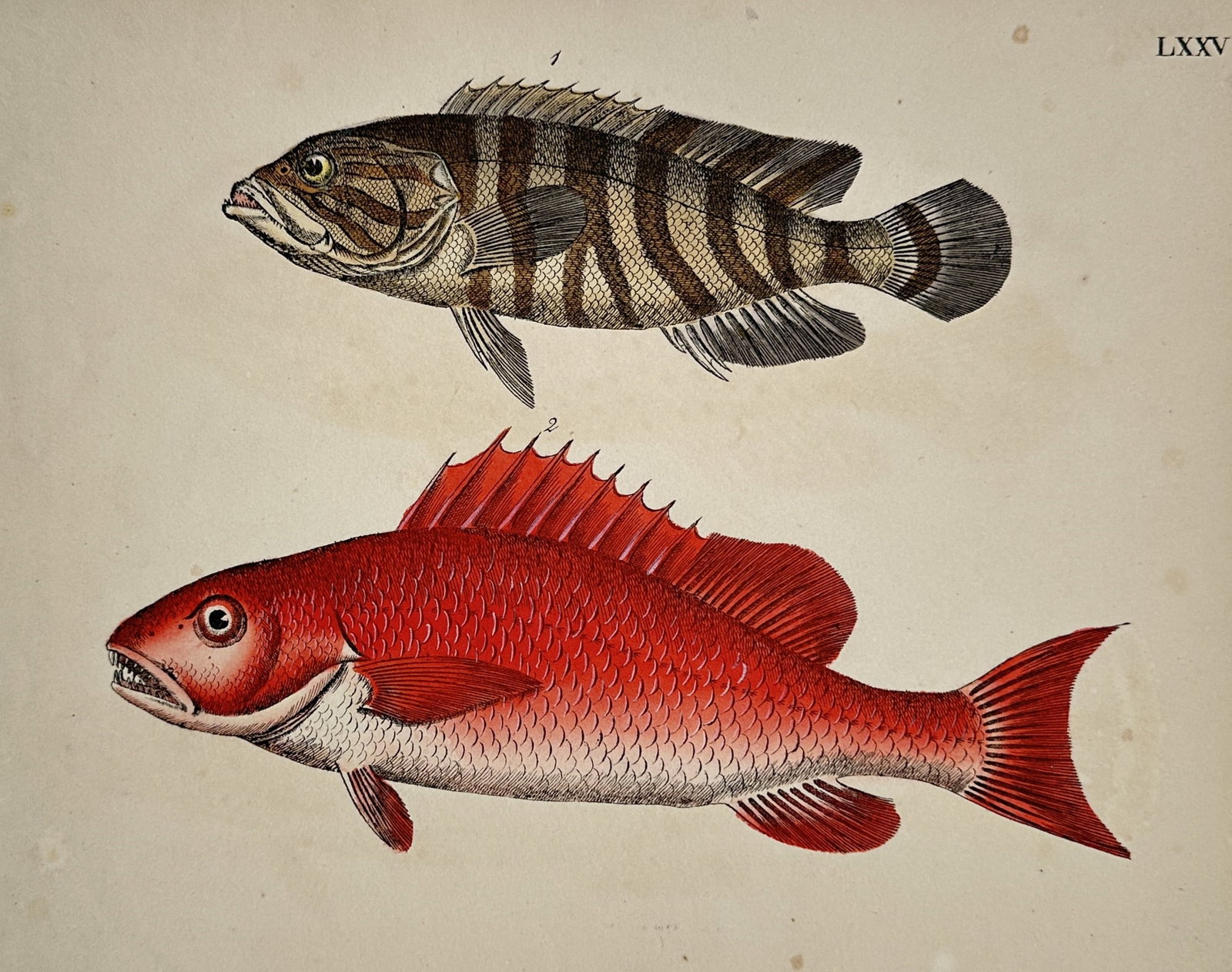 Friedrich Justin Bertuch (1747–1822) – Studies of Groupers and Snappers – Ichthyology (1 of 2)