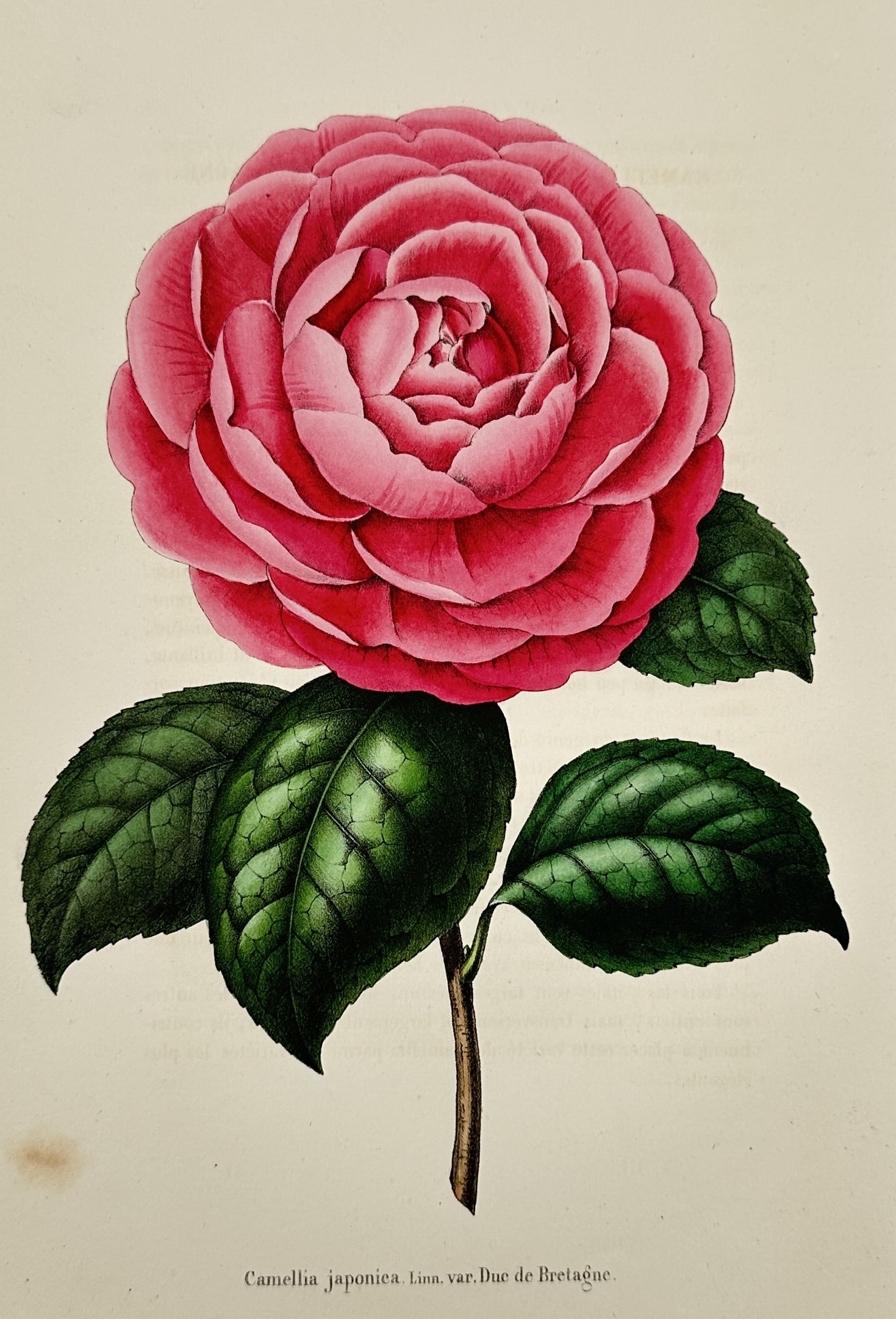 Charles Morren (1807–1858) – Camellia Japonica – Botanical Study – Colour lithograph (1845) (1 of 2)