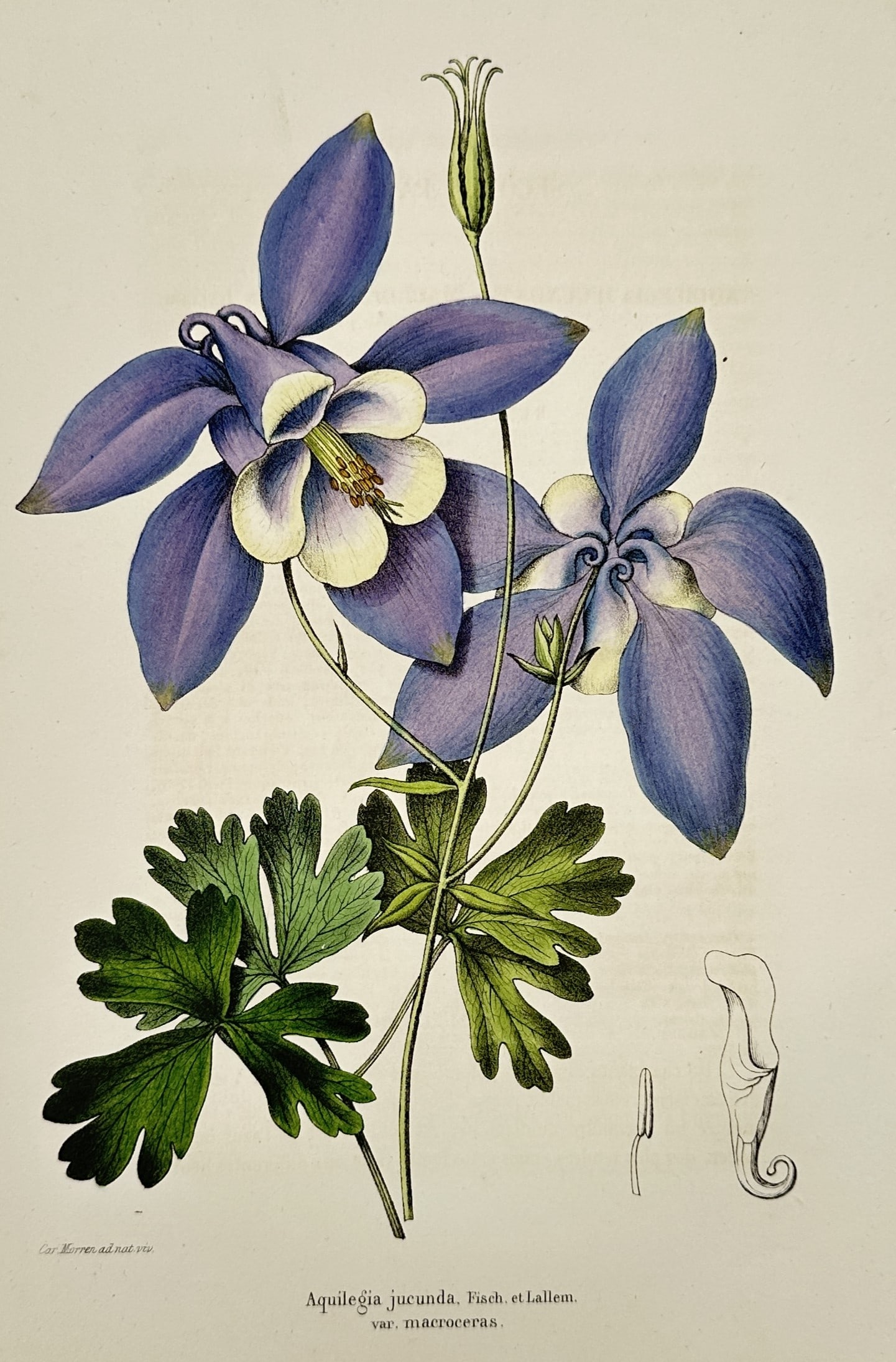 Charles Morren (1807–1858) – Aquilegia Jucunda – Botanical Study – Colour lithograph (1845): "Aquilegia jucunda, Fisch. et Lallem. var. marmorea". This colour lithograph depicts the Siberian Columbine, featuring two prominent violet-blue flowers with white inner petals and a single upright bu