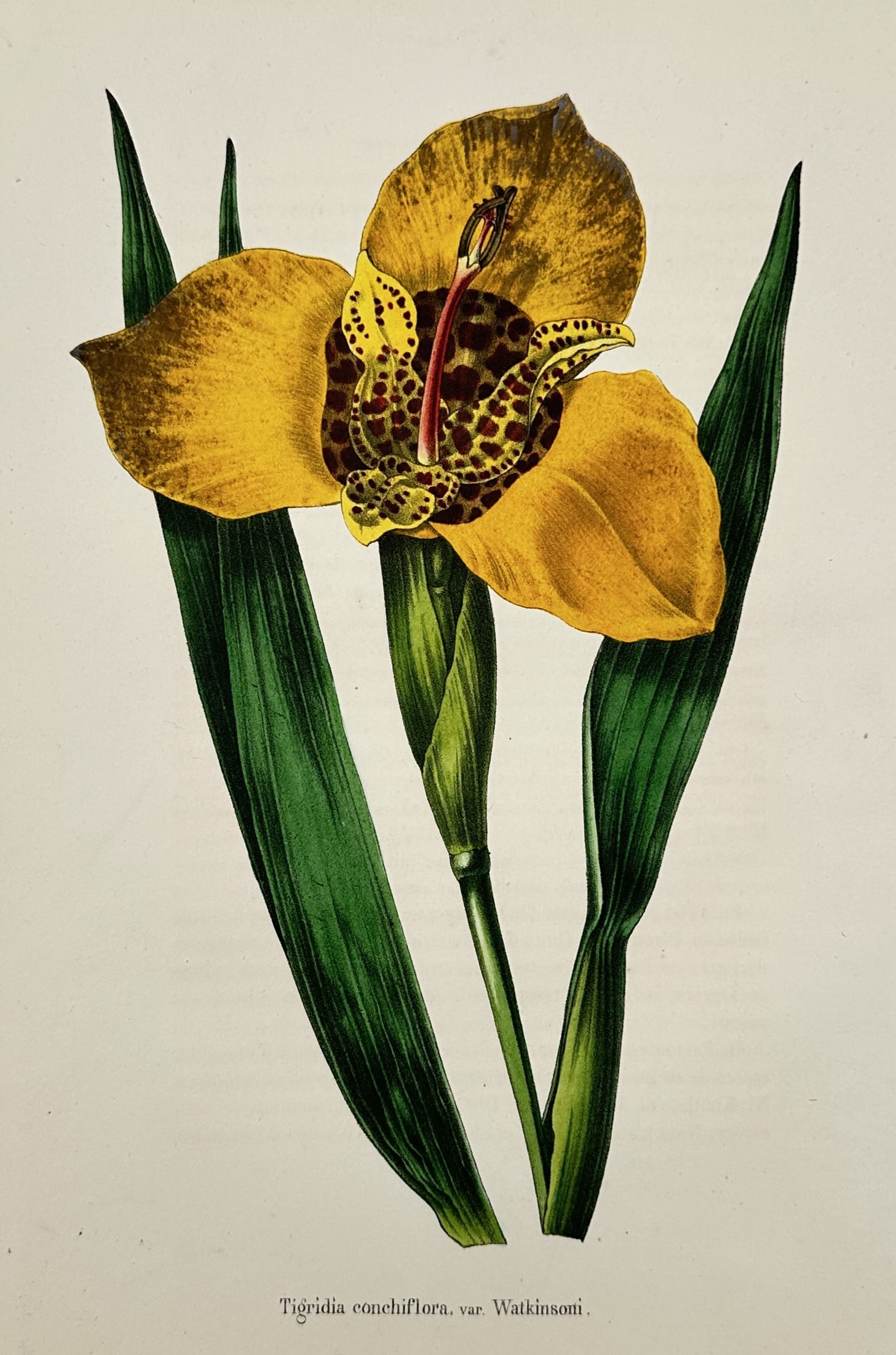 Charles Morren (1807–1858) – Tigridia Conchiflora – Botanical Study – Colour lithograph (1 of 2)