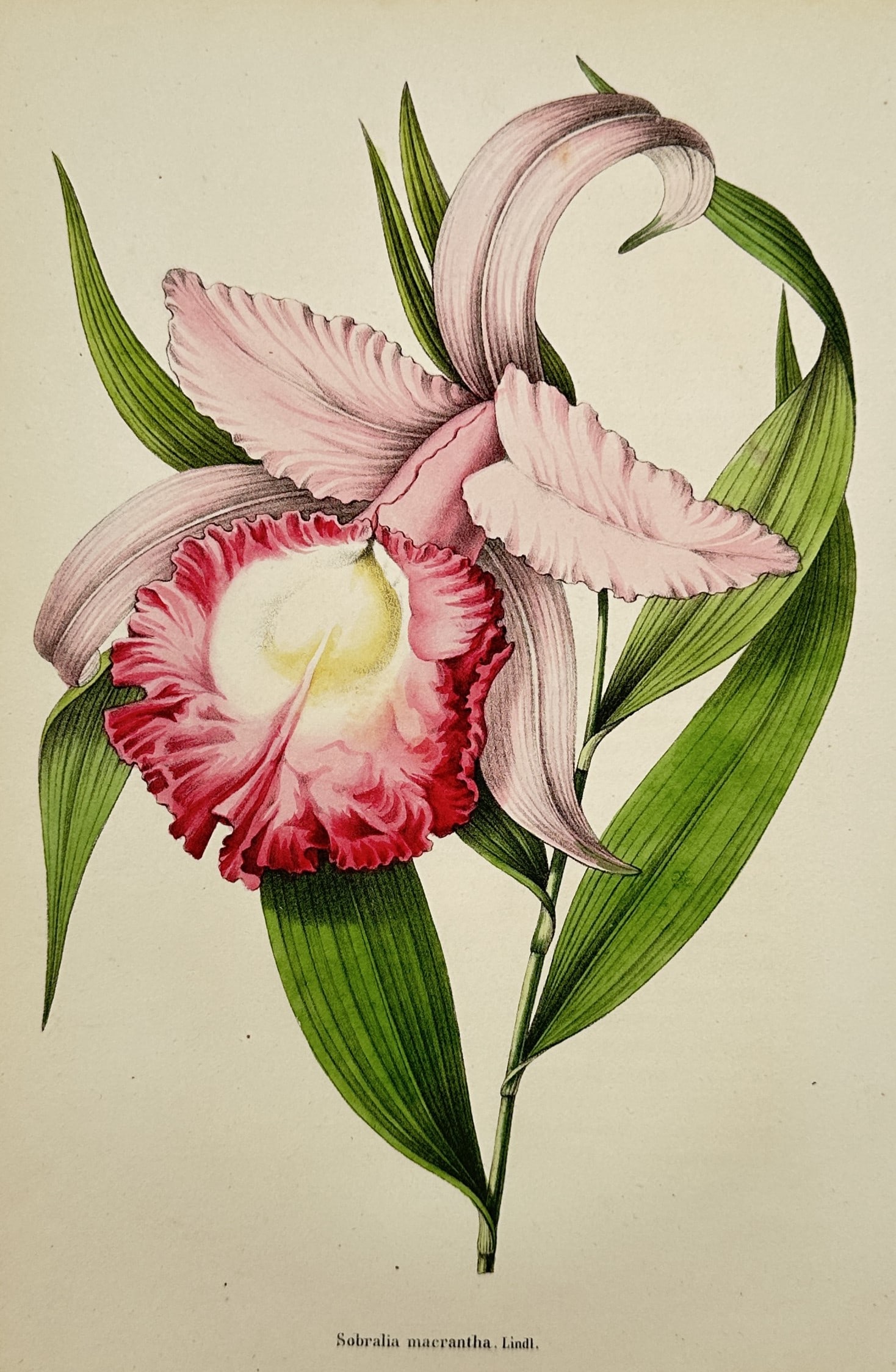 Charles Morren (1807–1858) – Sobralia Macrantha – Botanical Study – Colour lithograph (1845): "Sobralia macrantha, Lindl.". This colour lithograph illustrates a large orchid bloom featuring pale pink sepals and petals with a prominent ruffled labellum in deep magenta and yellow. The flower is 