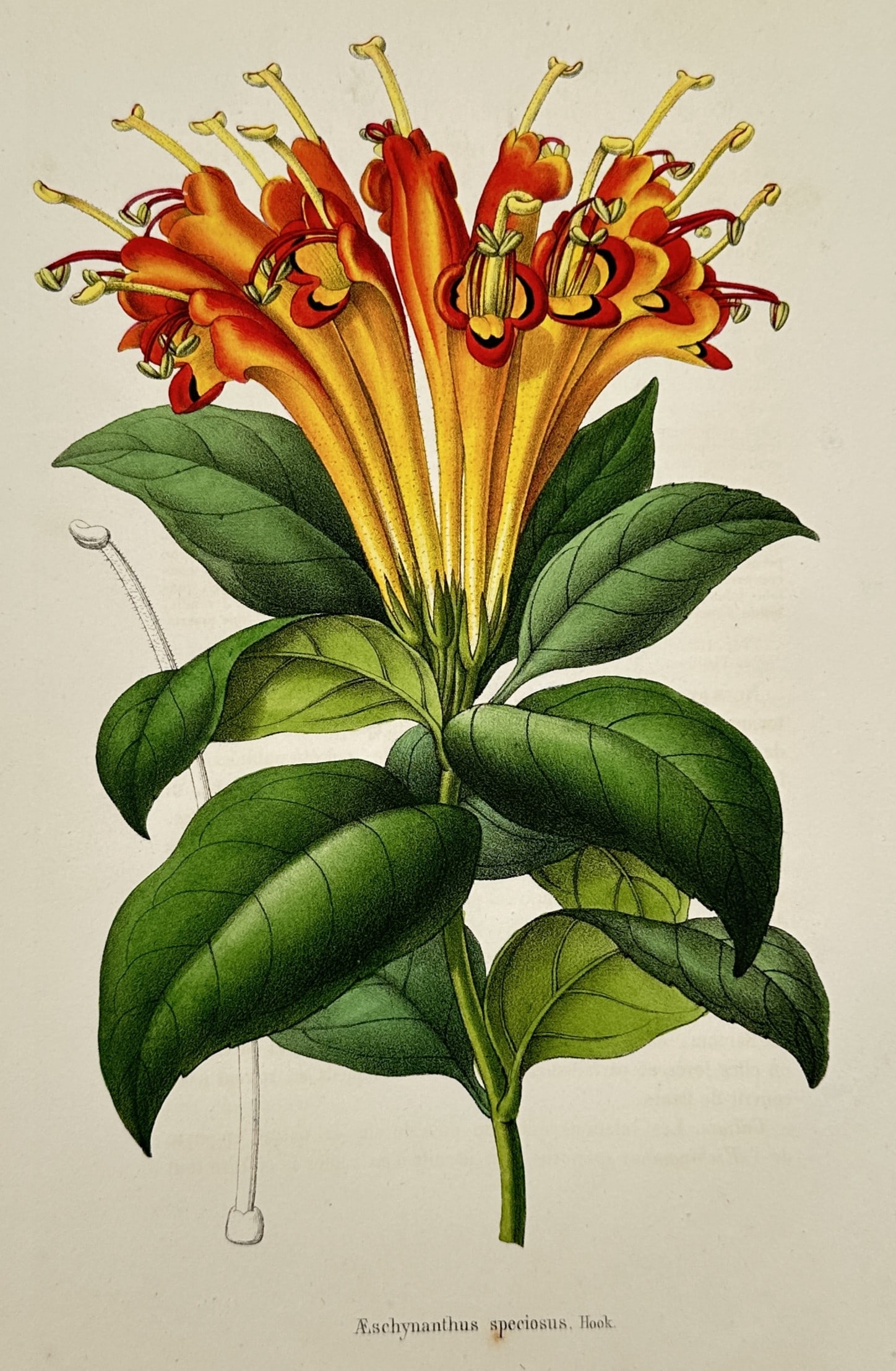 Charles Morren (1807–1858) – Aeschynanthus Speciosus – Botanical Study – Colour lithograph: "Aeschynanthus speciosus, Hook.". This colour lithograph illustrates a cluster of vibrant orange and yellow tubular flowers with prominent stamens, set against a background of dark green elliptical le
