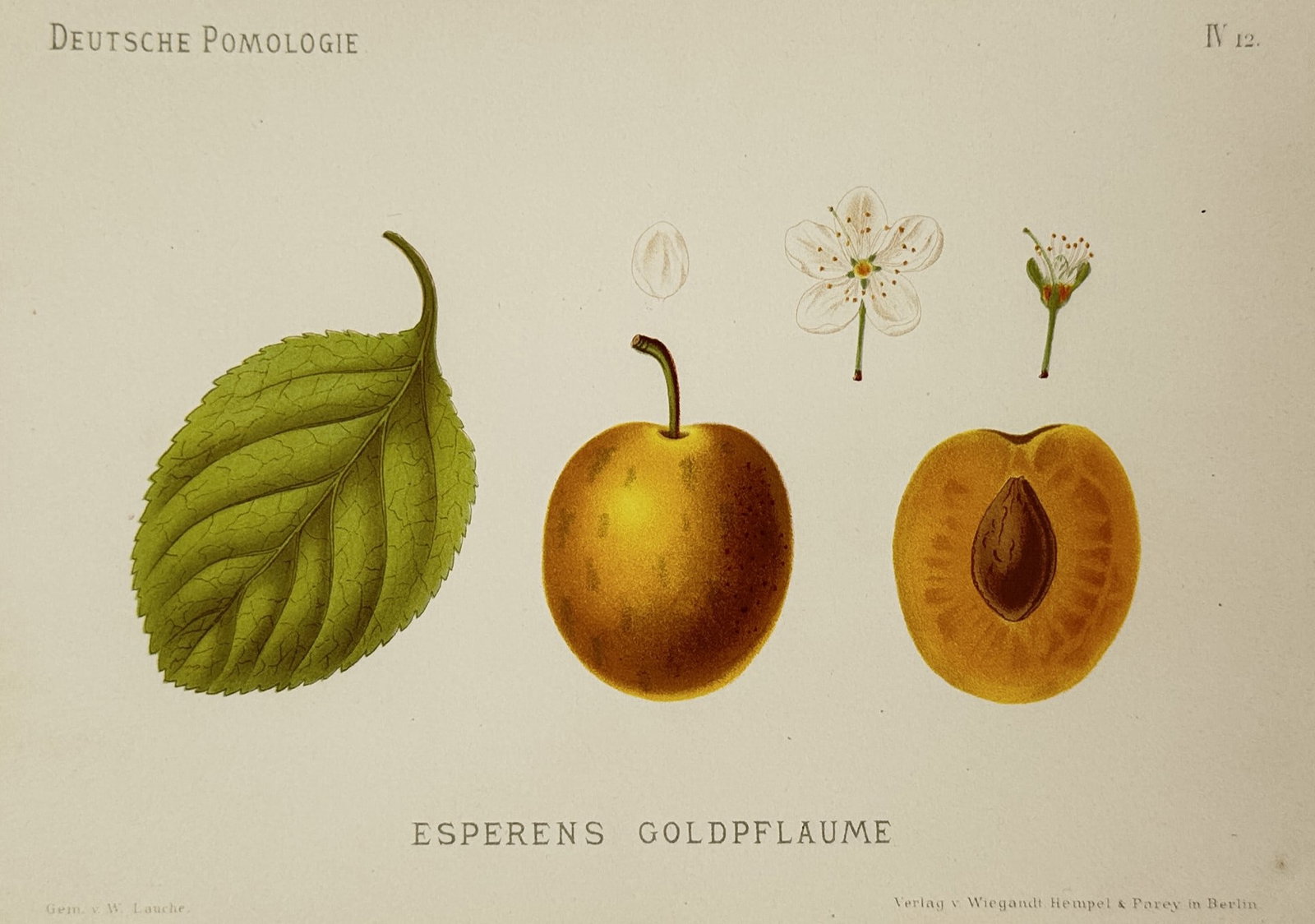 Wilhelm Lauche (1827–1883) – Esperens Goldpflaume – Chromolithograph (1882): esperens goldpflaume. this chromolithograph illustrates a golden yellow plum variety showing a single leaf a whole fruit a cross section revealing the stone and a small white blossom. the work is a de